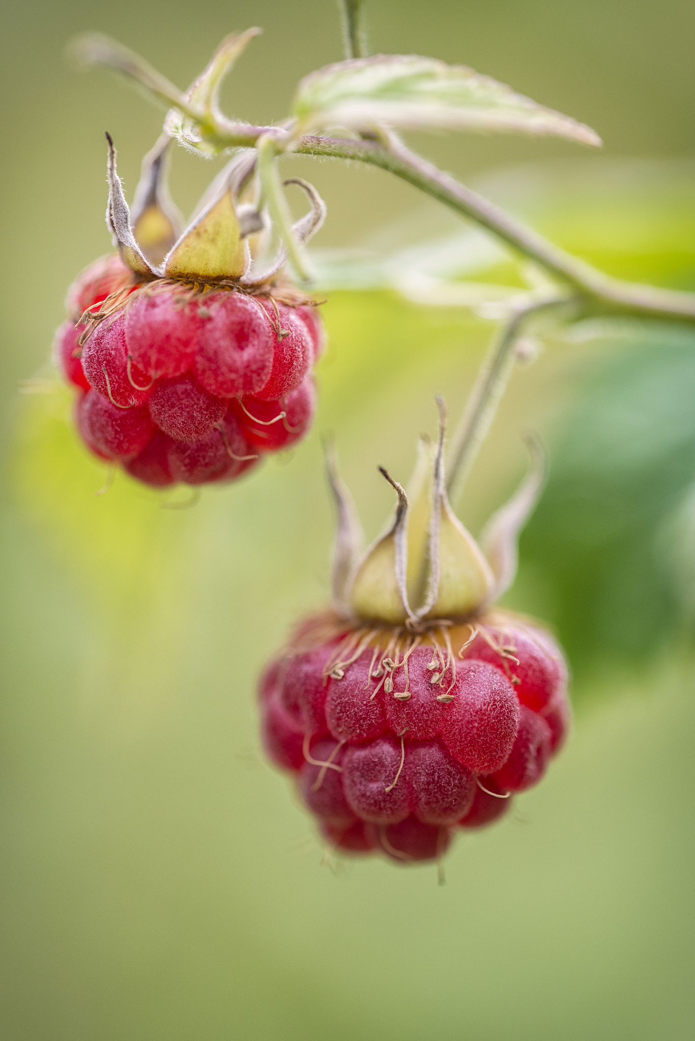 raspberry outdoors on plant