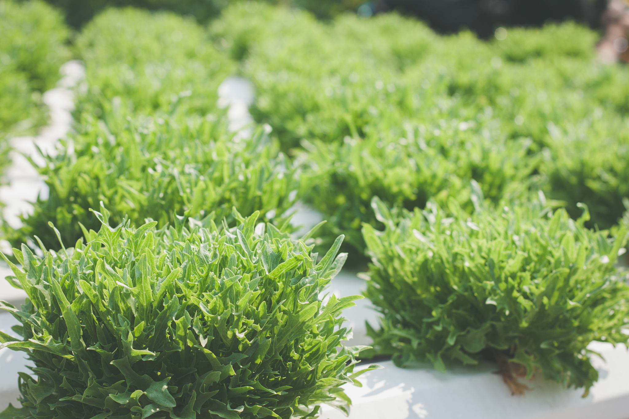 hydroponic vegetables in organic farm