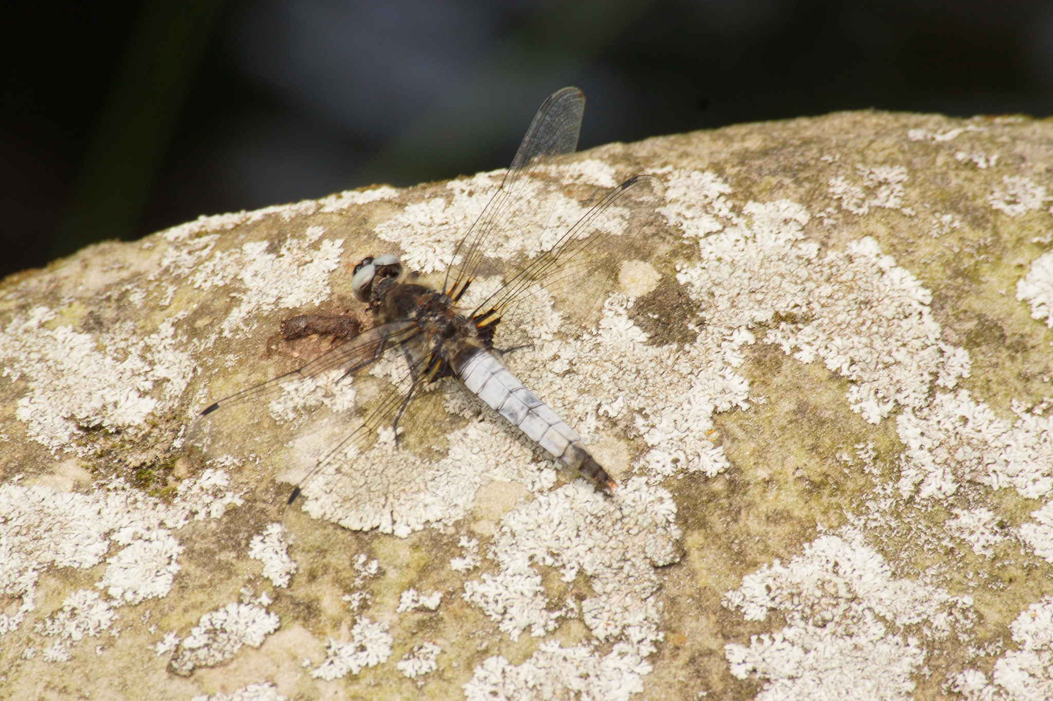 a dragonfly - is an insect