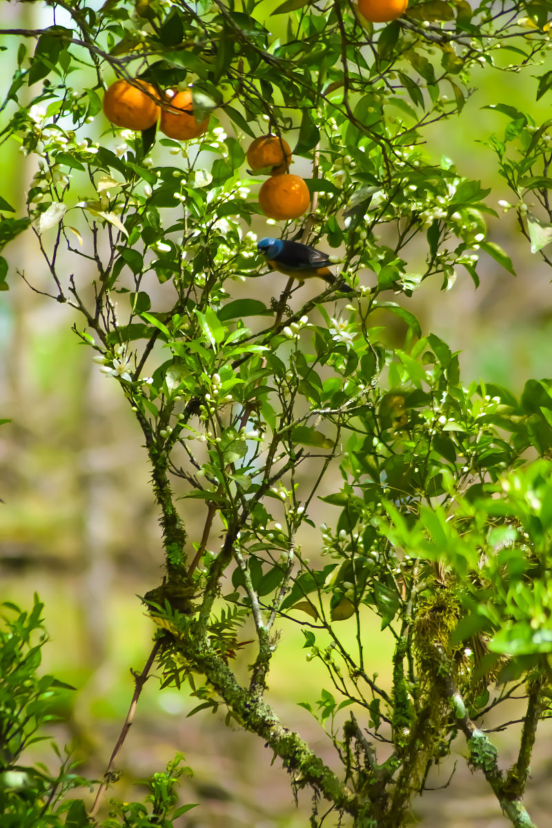 鸟不踏树禁忌回答加拓展。