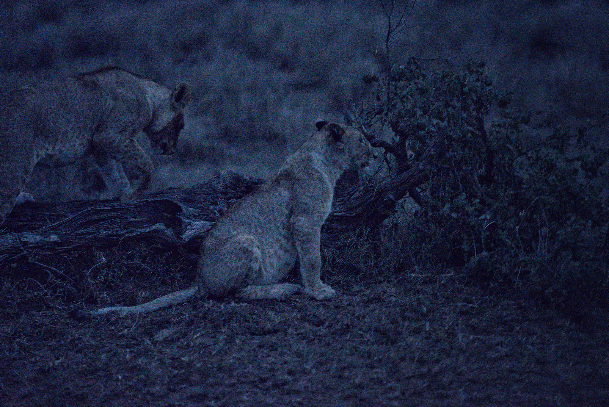 herd of lions prepared to hunt at dusk in the serengeti