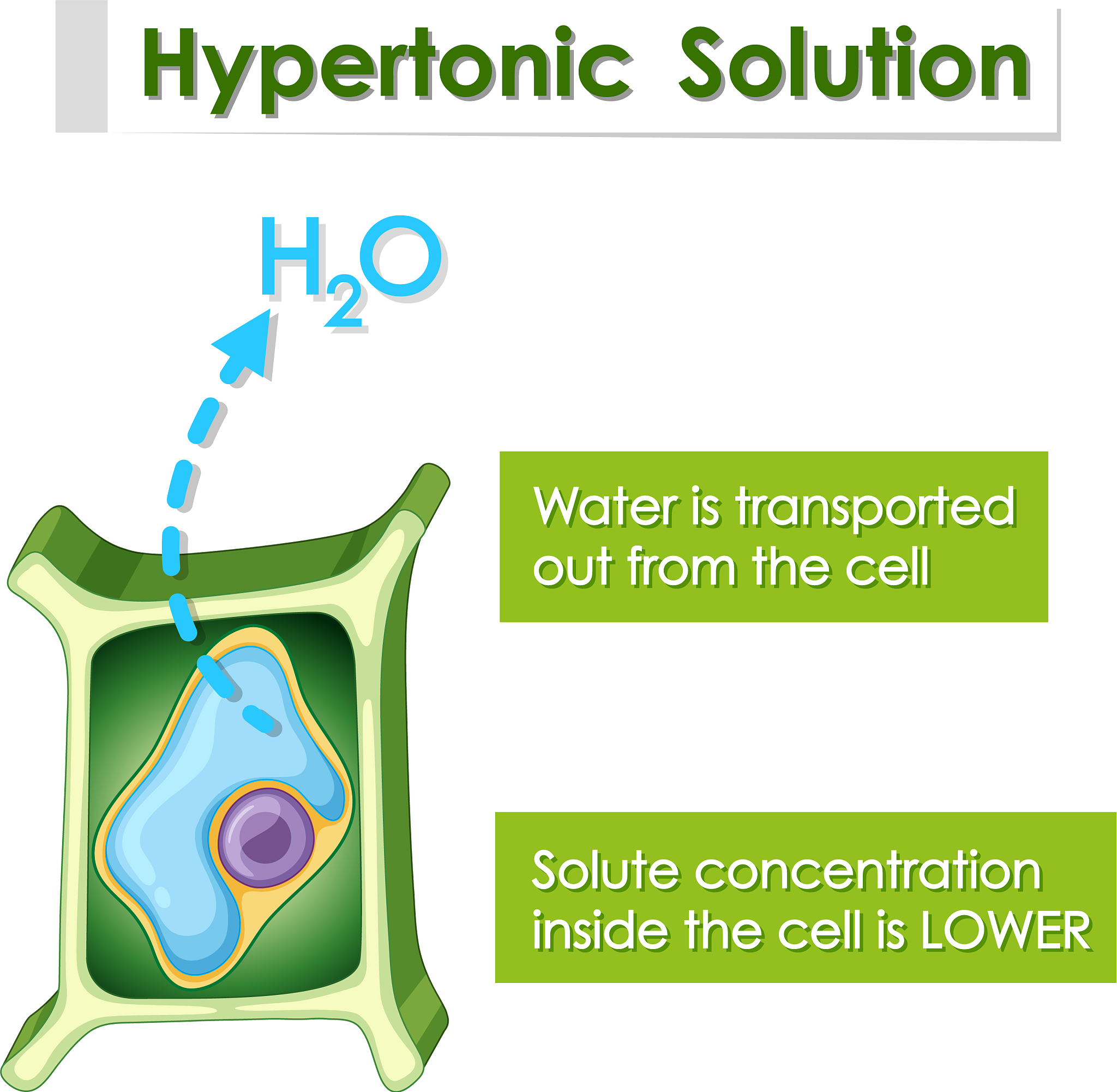 翻译为英文：5 2年内面部曾接受过任何永久性或半永久性填充剂如羟基磷灰石钙、聚左旋乳酸、聚甲基丙烯酸甲酯、有机硅、膨胀聚四氟乙烯、聚己内酯等、自体脂肪、面部提升术包括埋线等。 6 筛选前12个月内面部皮肤曾接受交联透明质酸或胶原蛋白注射治疗等其他暂时性填充剂。