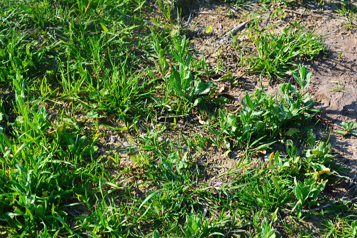 如何识别常见的杂草 - 详细指南和技巧