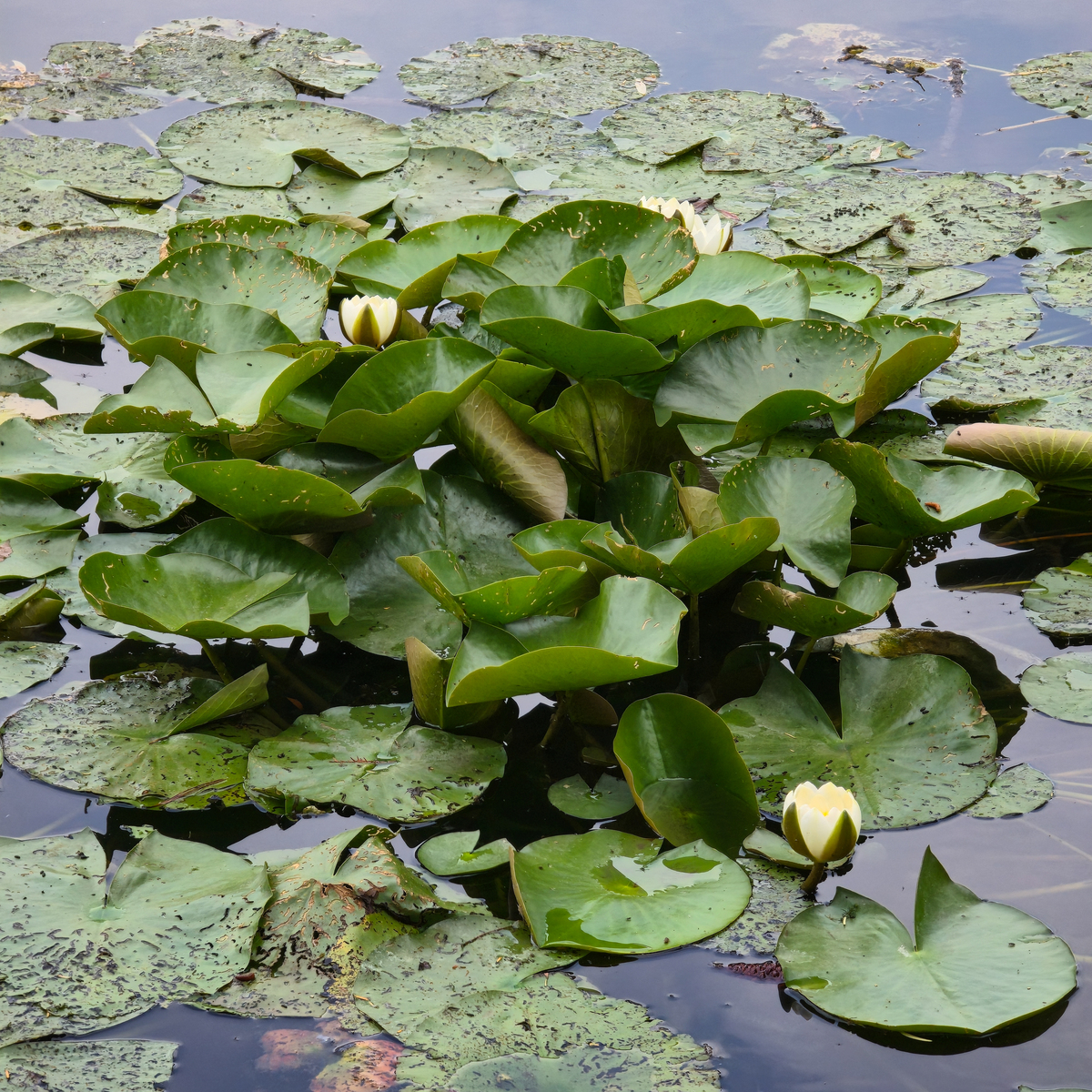 池塘生物生长指南：水生植物、微生物的妙用