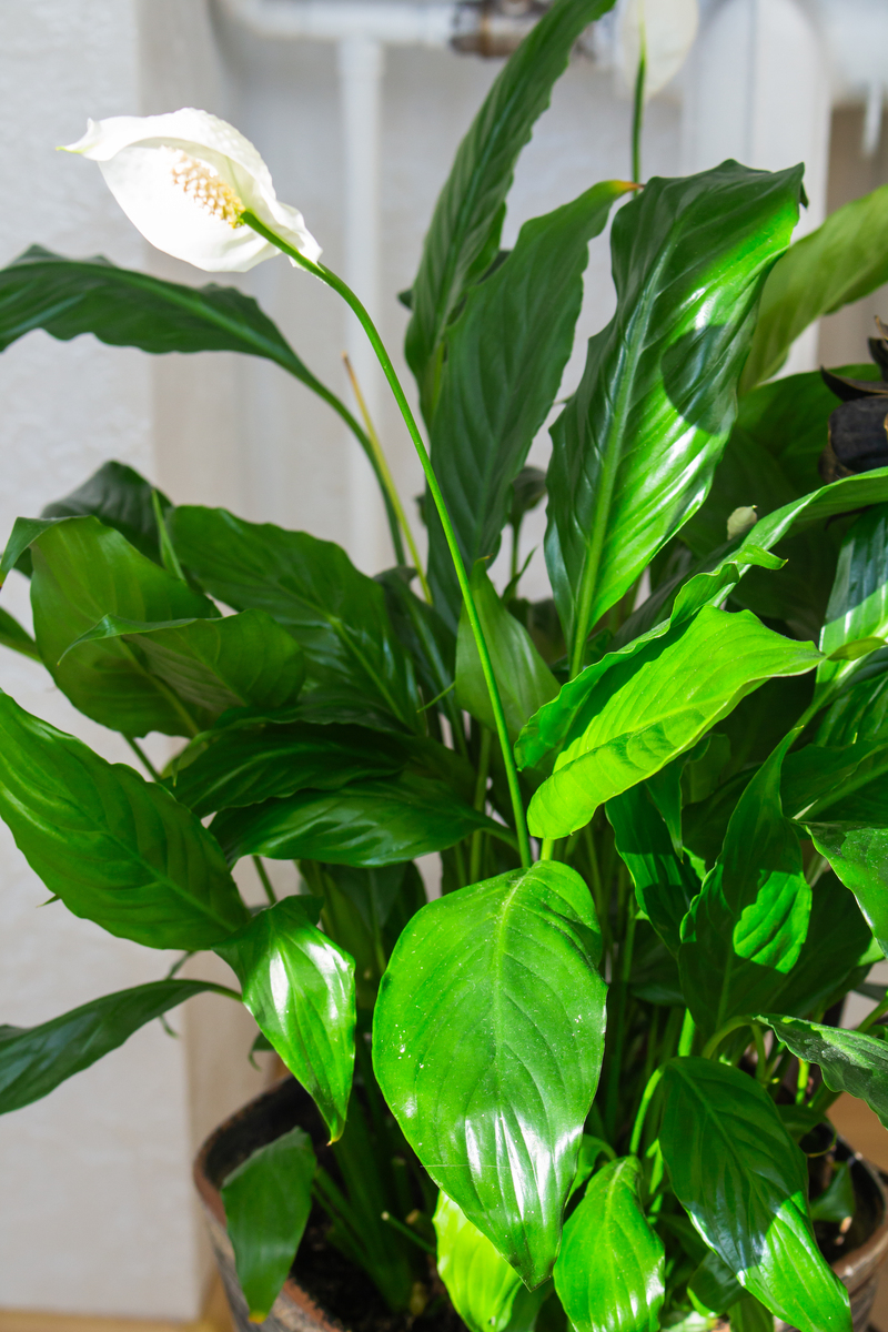 一帆风顺叶子软了怎么办？拯救枯萎花叶子的方法