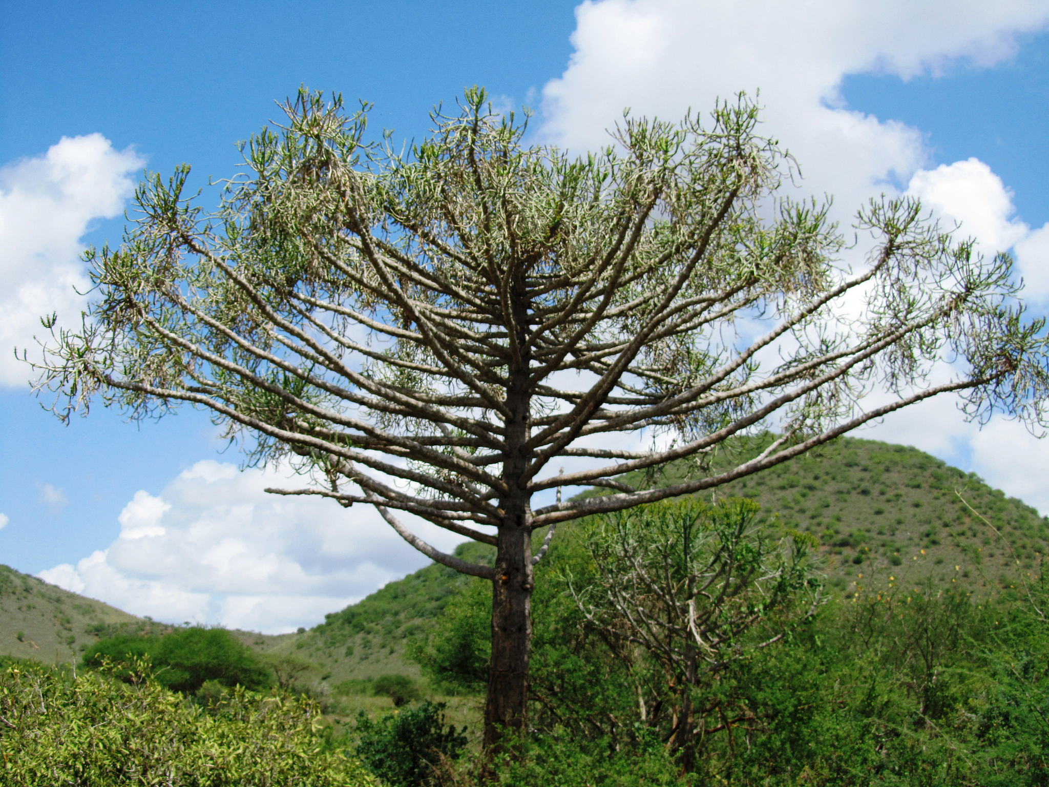 safari in the beautiful tsavo east kenya africa