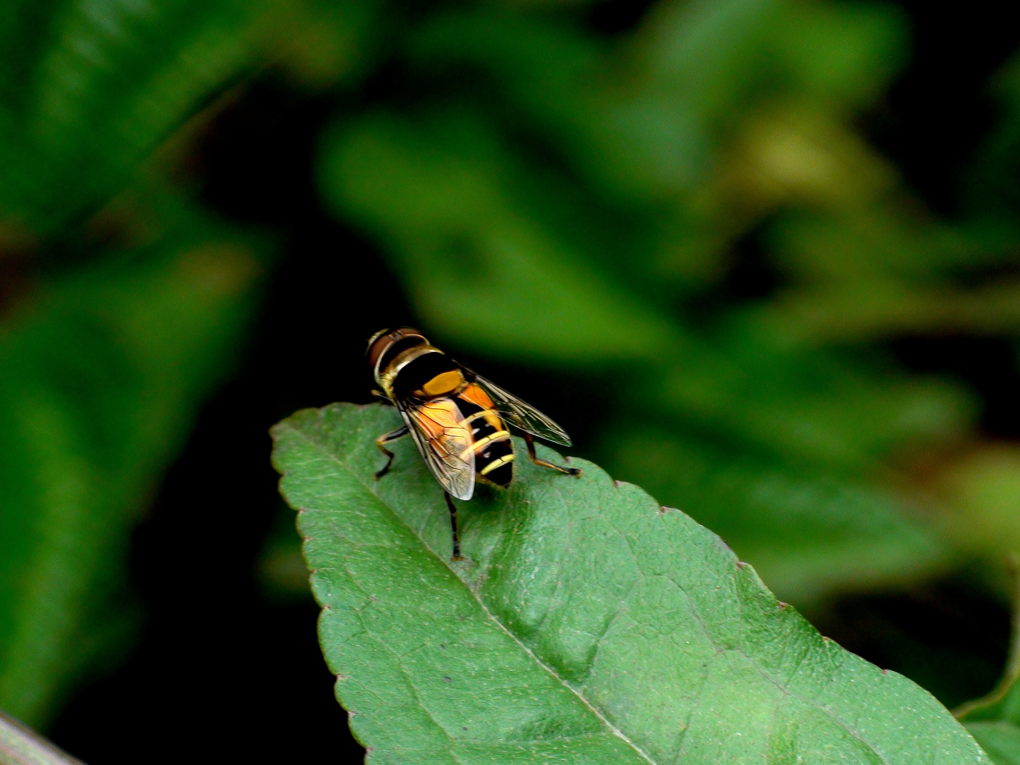 在湛江广东海洋大学附近抓昆虫学的实习报告