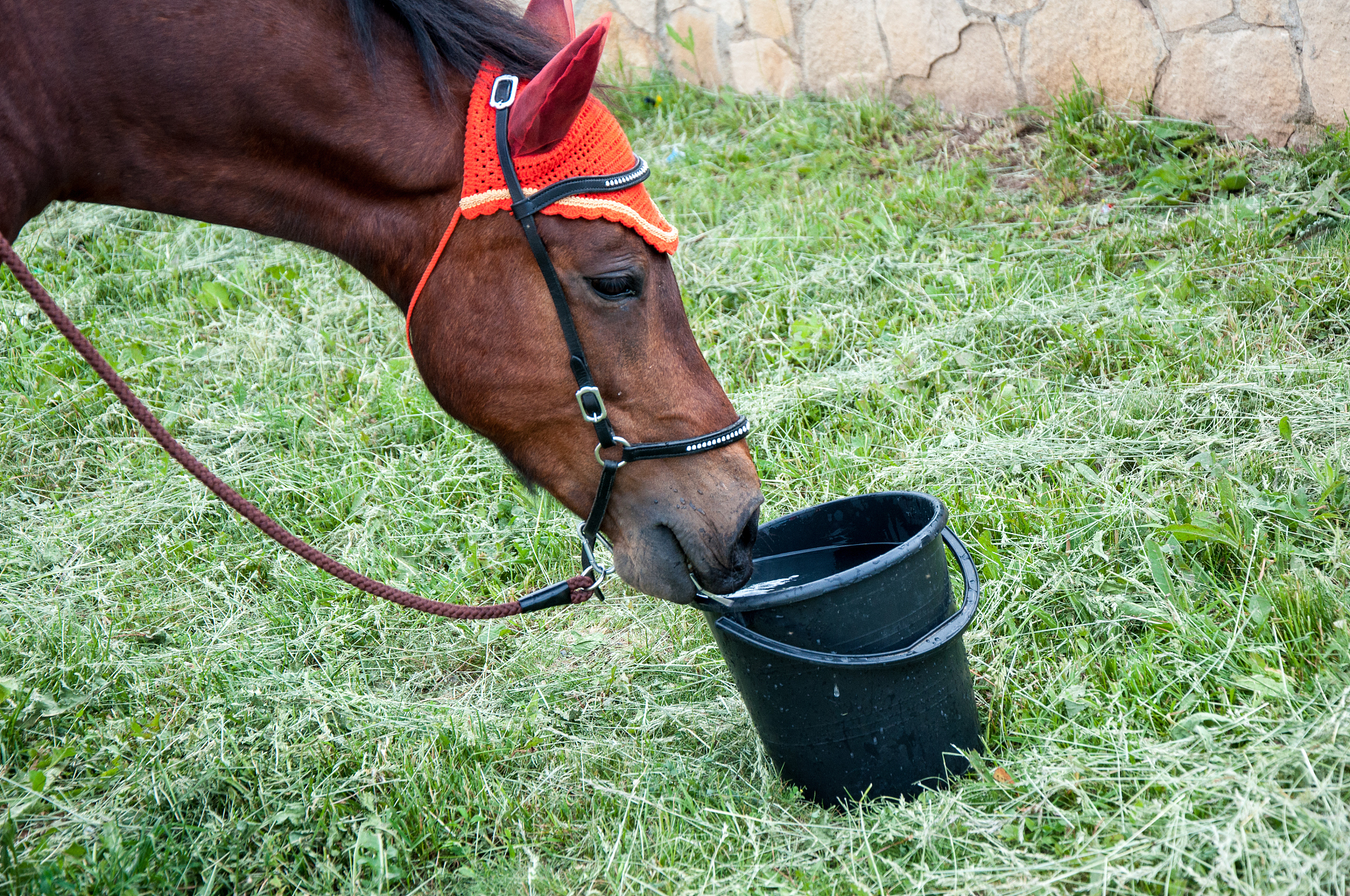 Steel Horse Stables: Costs, Advantages, and Considerations
