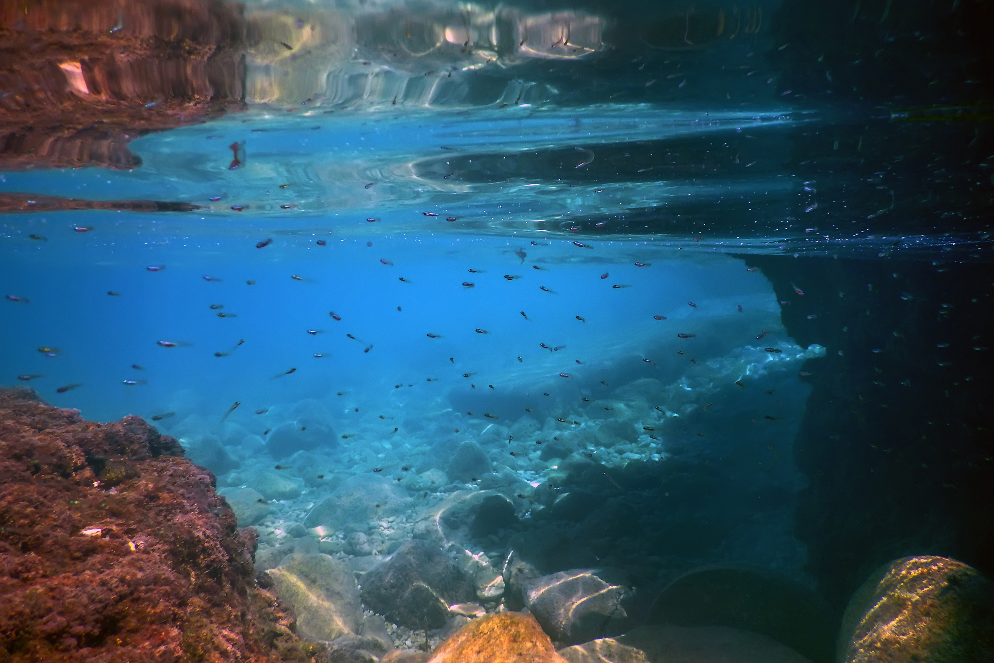 underwater scene sunlight, fish underwater life.