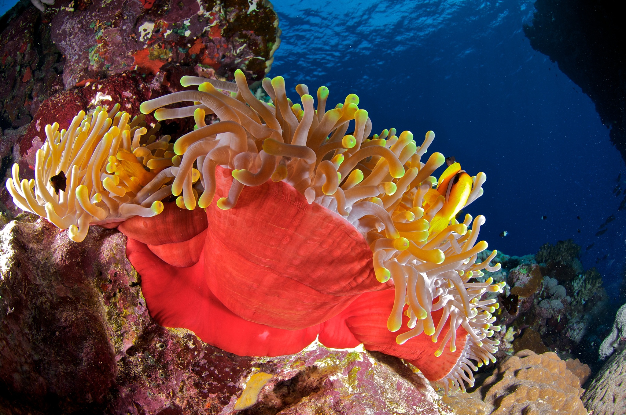 magnificent sea anemone (heteractis magnifica), africa, red sea,