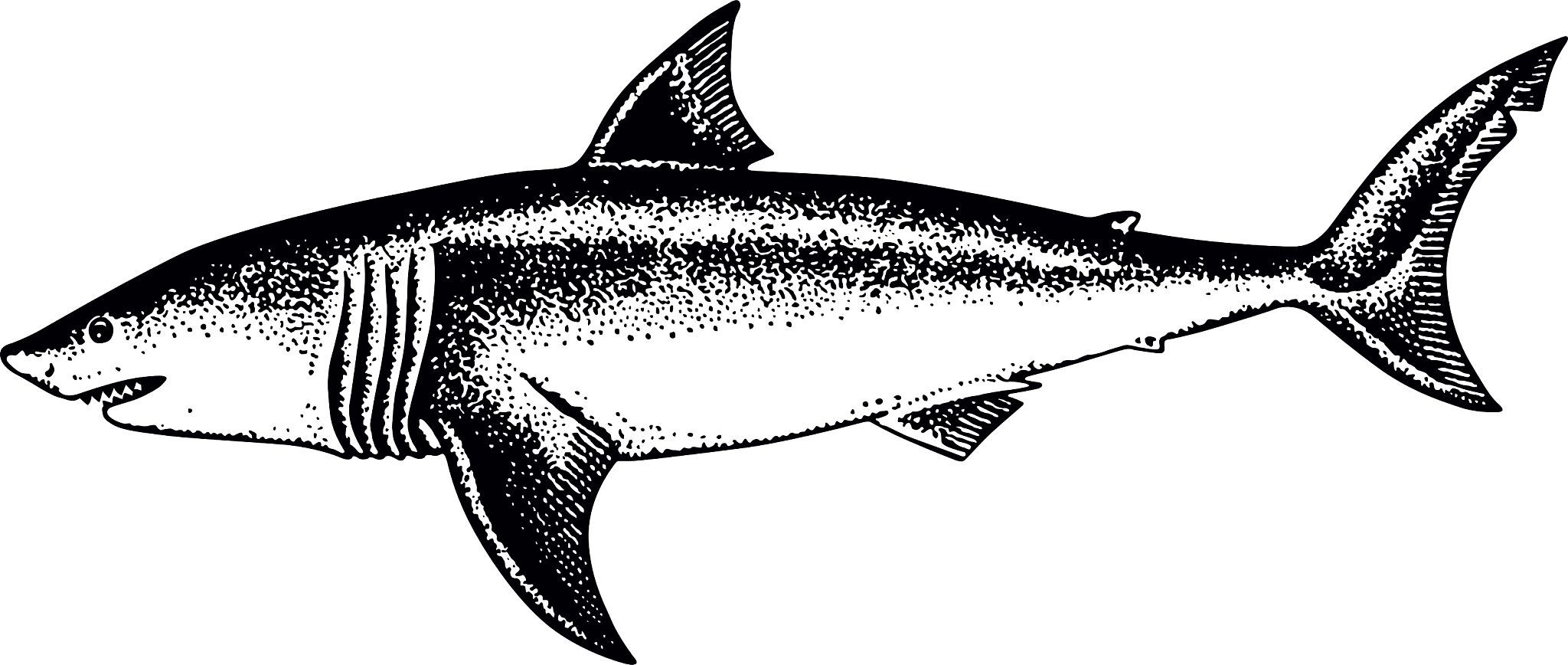 FISH AND FISHERIES 期刊：涵盖鱼类与渔业研究的国际期刊