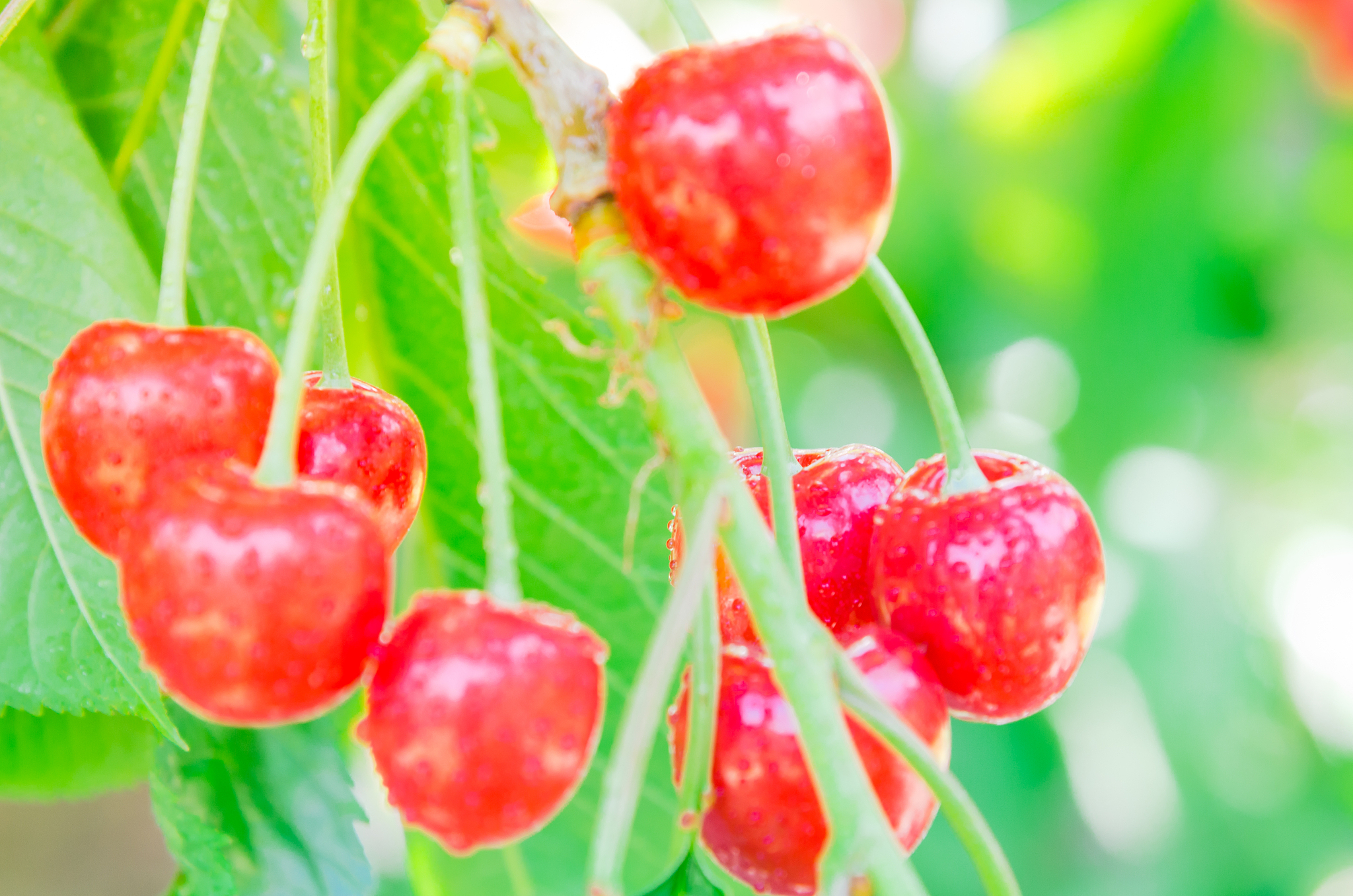 selective focus wet shiny cluster of red cherries fruit with wat