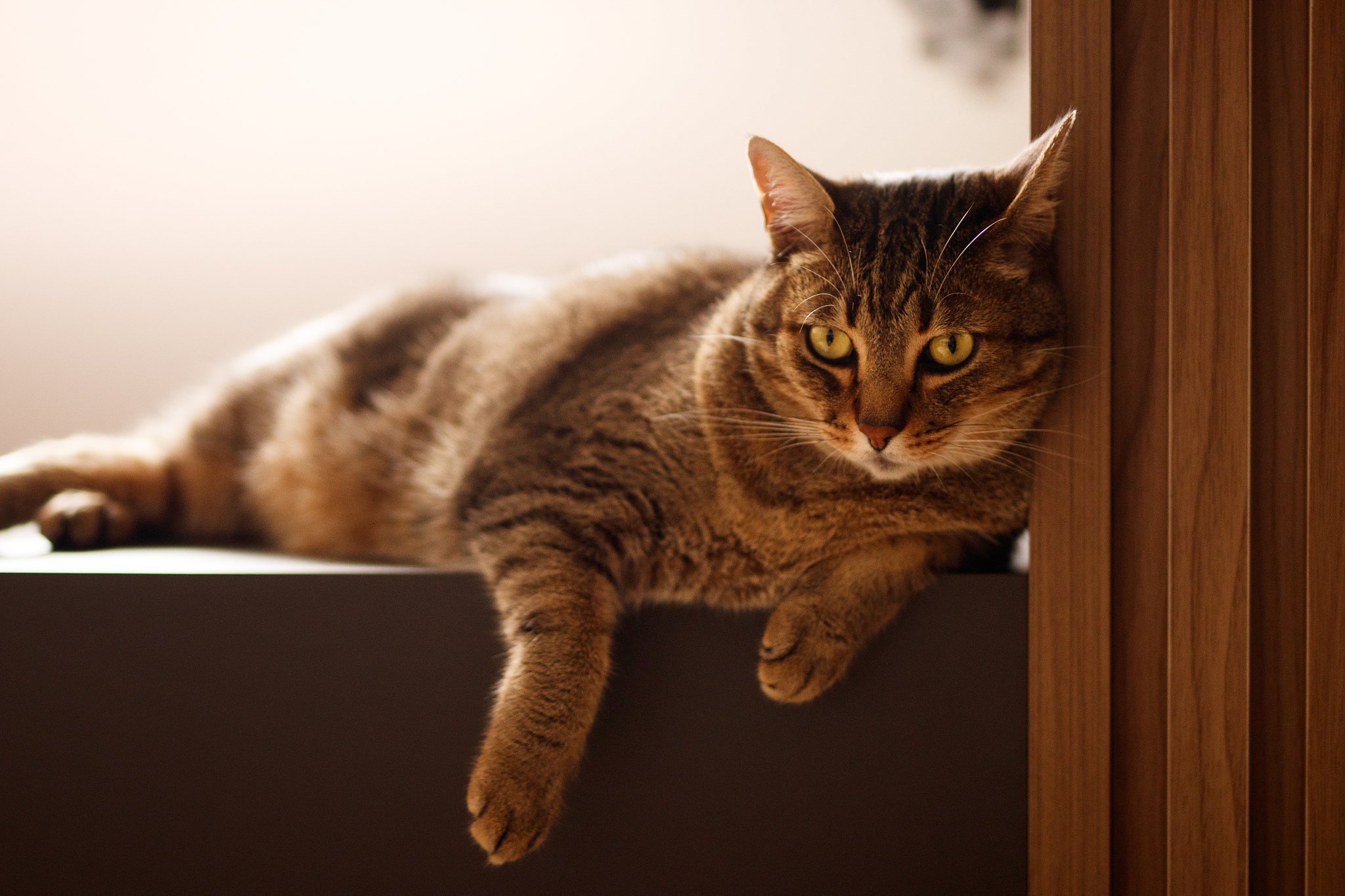 cat portrait