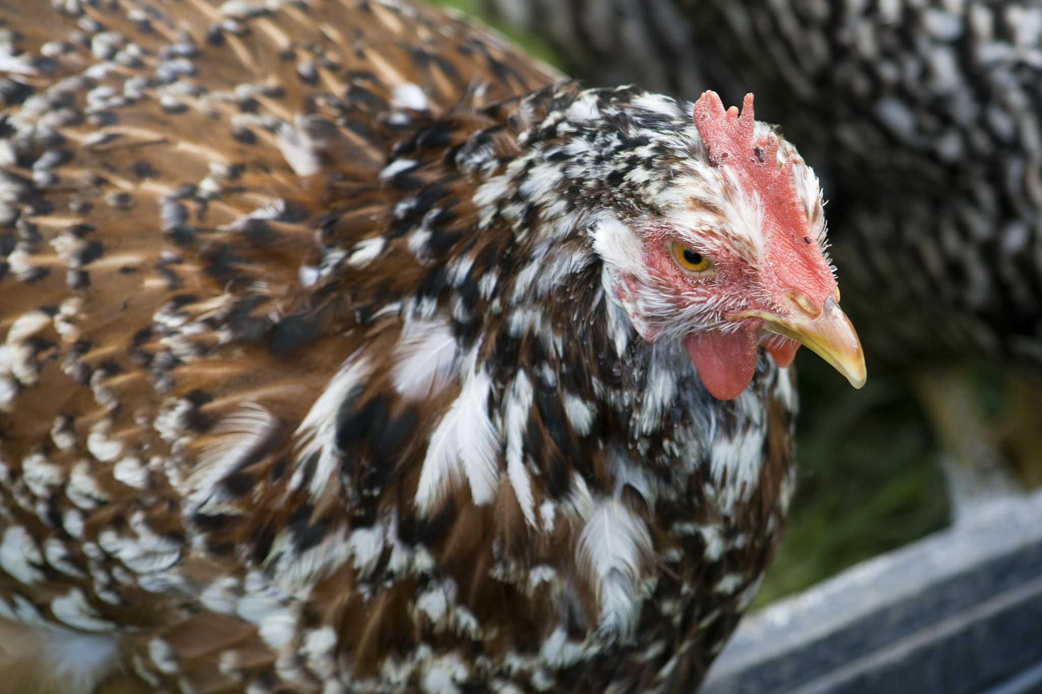 chicken