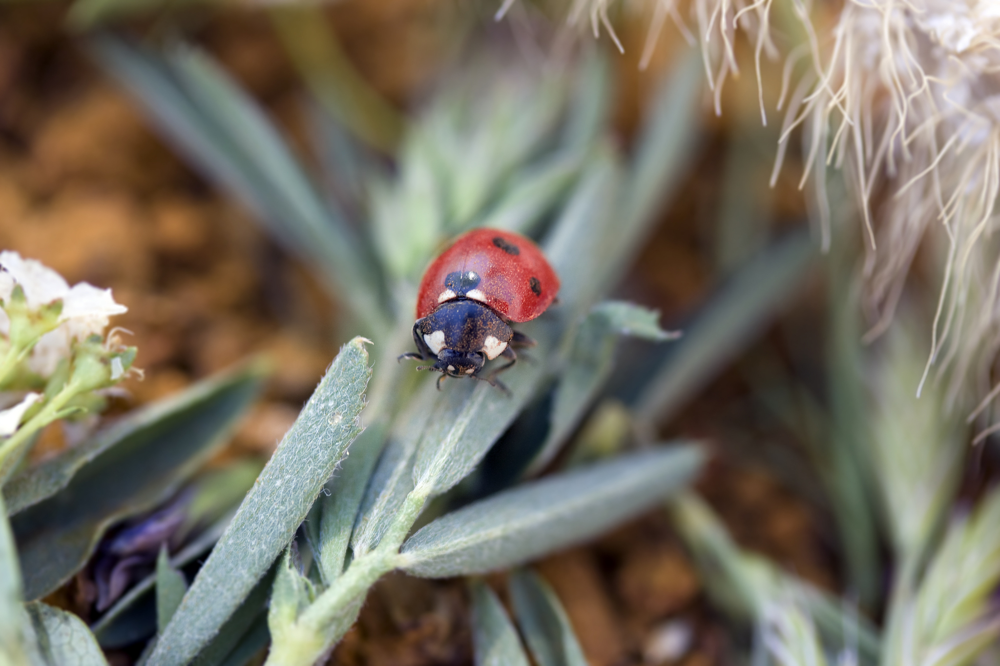 ladybug on a leaf