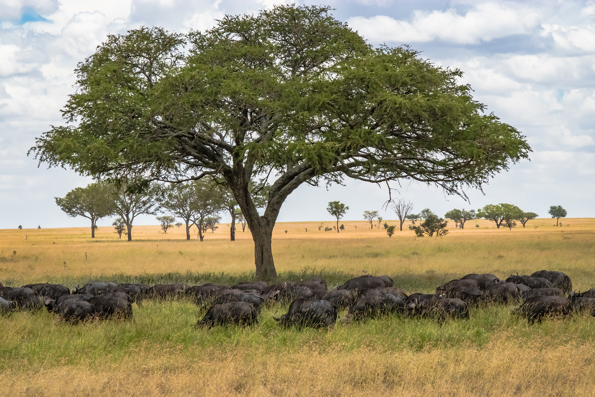 buffalo herd passes by the acacia tree