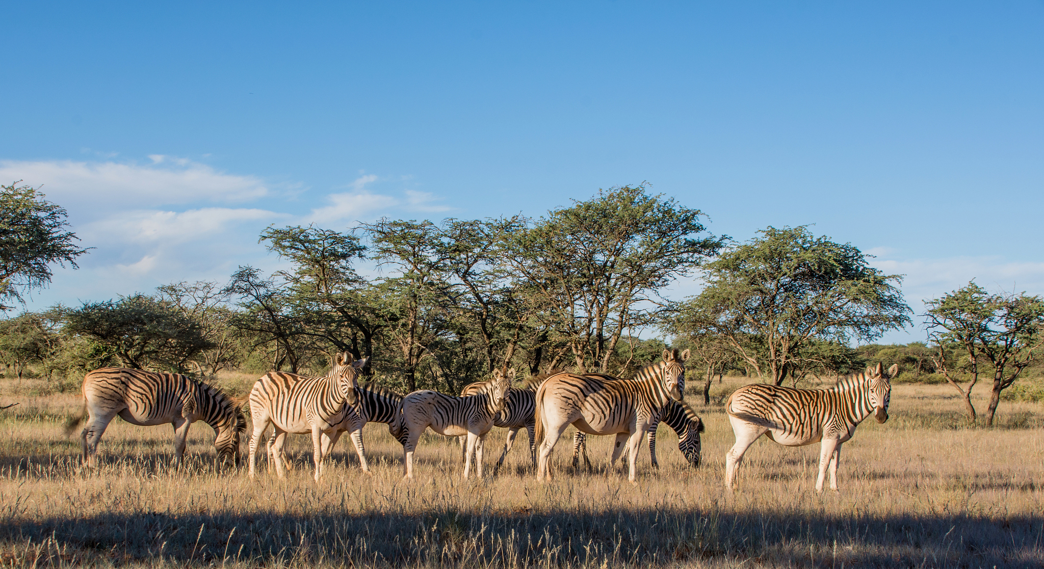 burchell's zebra family group
