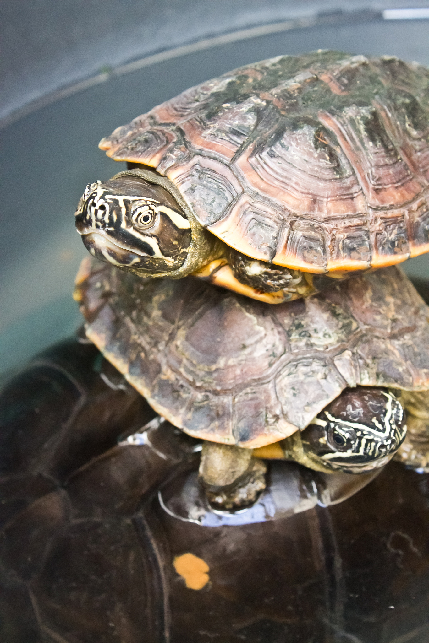 turtle
