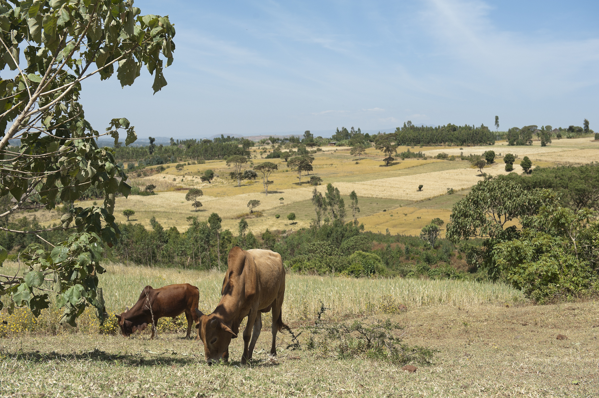 panorama photo of an african landscape