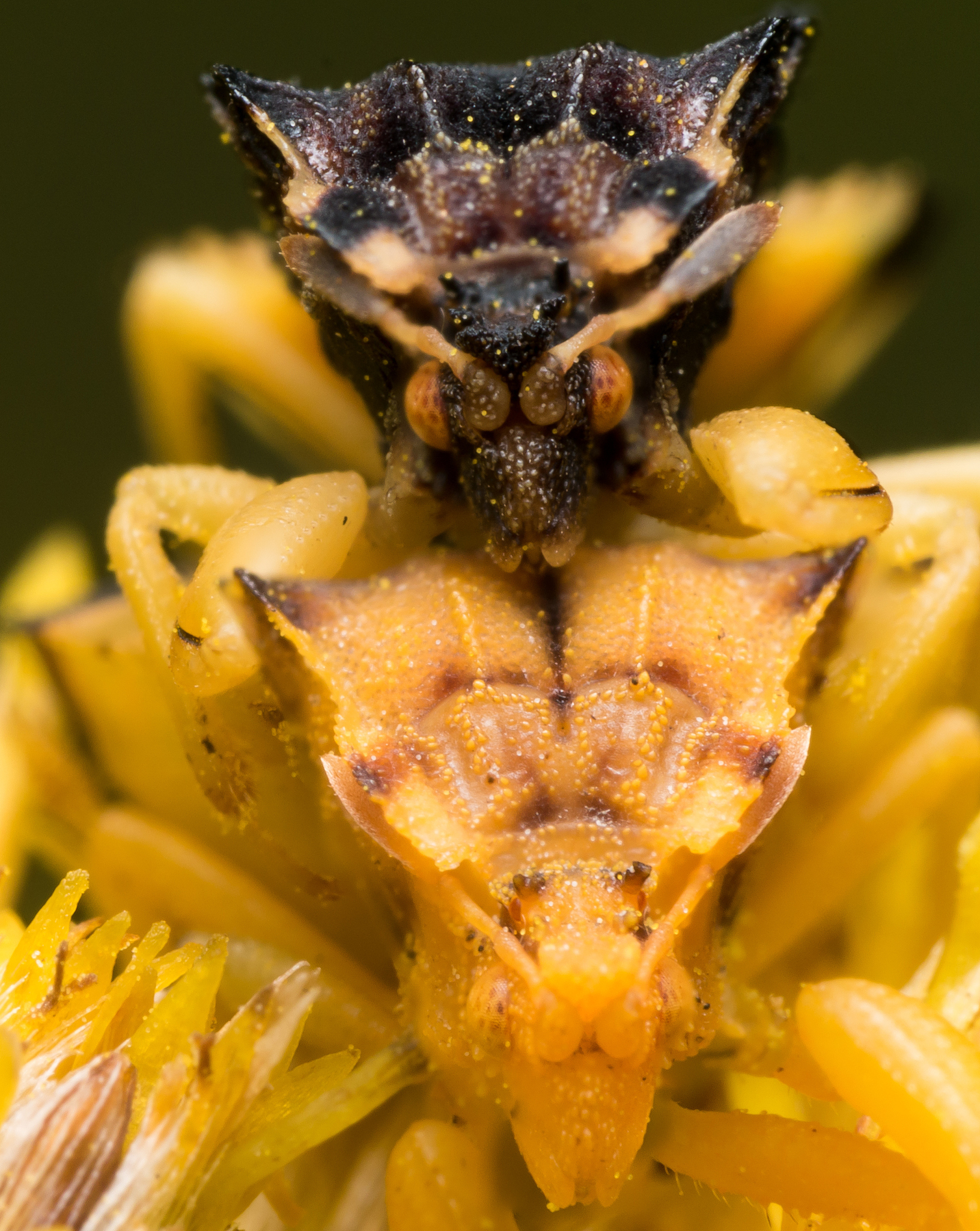 如何在 Mate 桌面上打开终端并运行命令