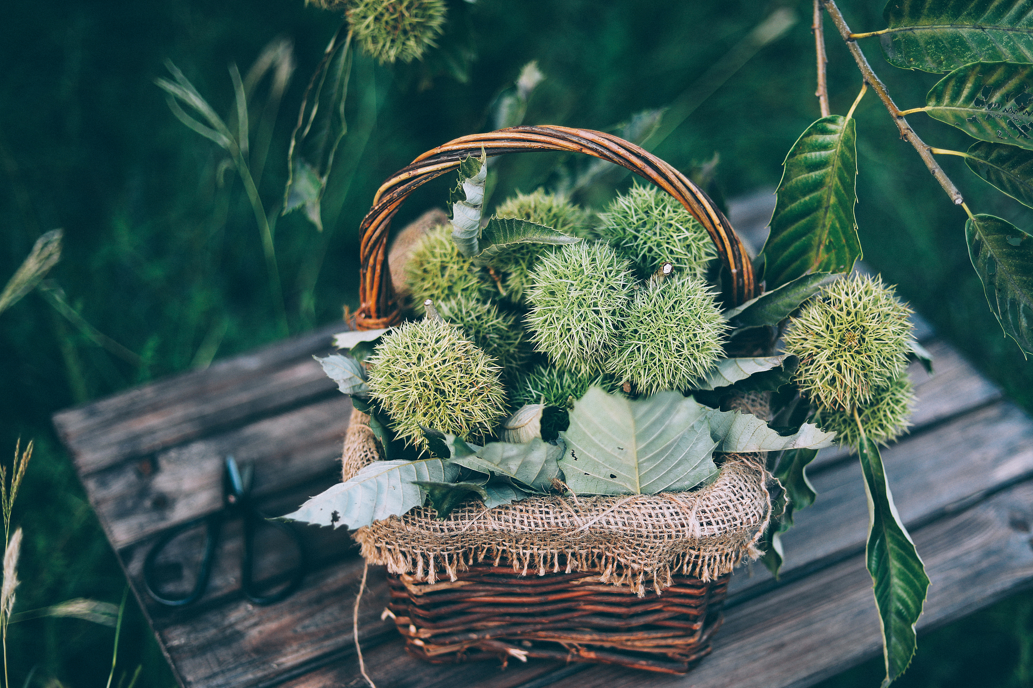 迁西县板栗每亩产量