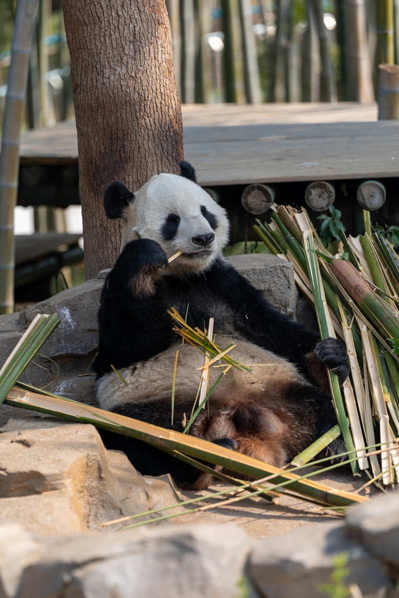 写一篇大熊猫yy回国的具体情况的短视频文稿