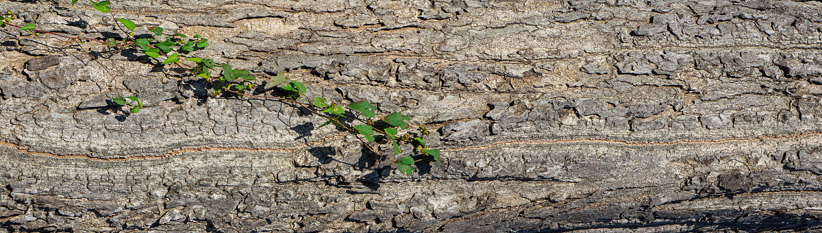 爬山虎的启示：从一株植物中汲取人生智慧