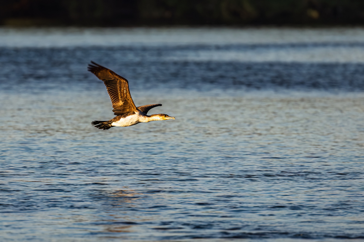保护鱼鹰：两个少年勇敢行动的故事