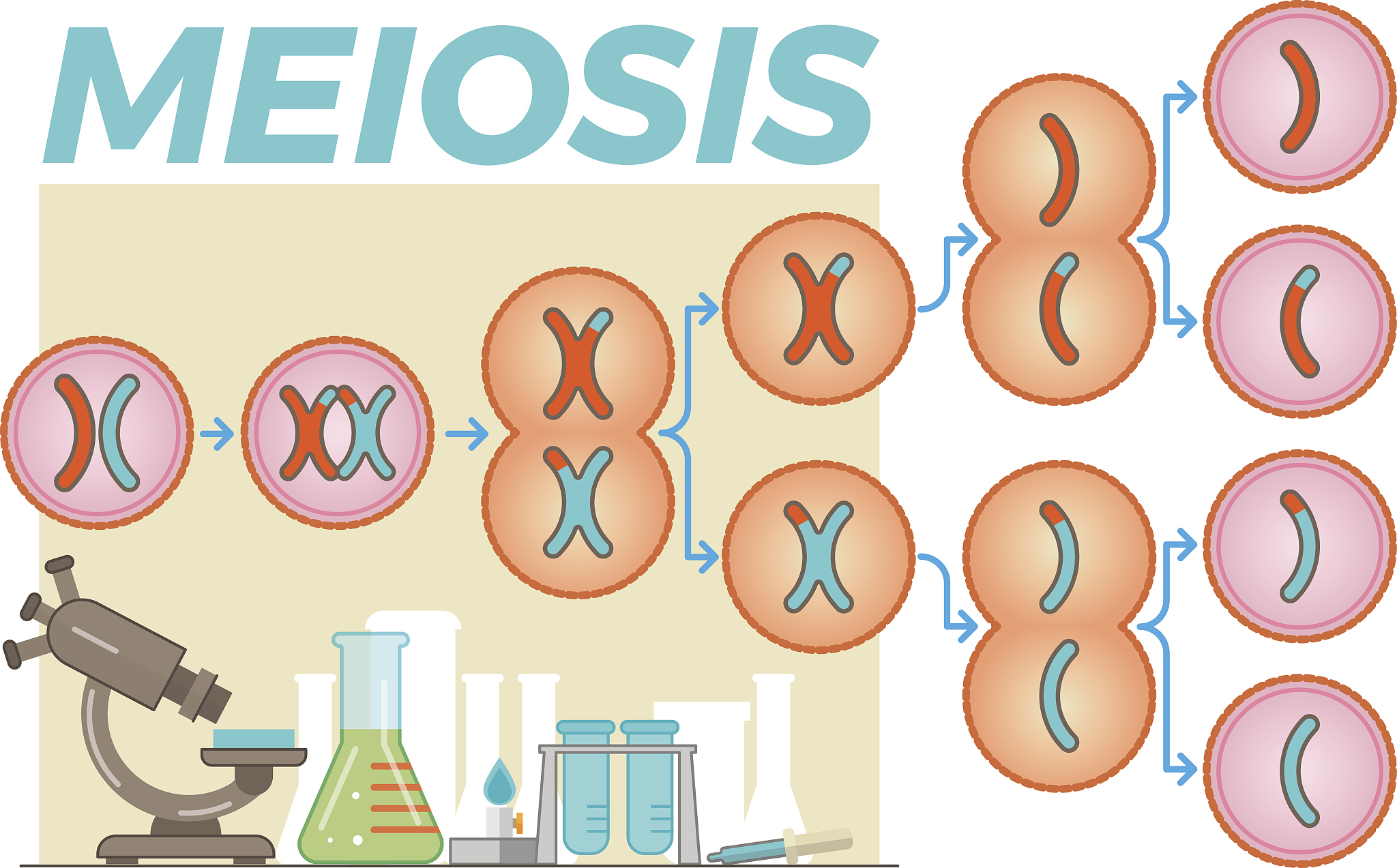 减数分裂过程中染色体数目异常是什么意思
