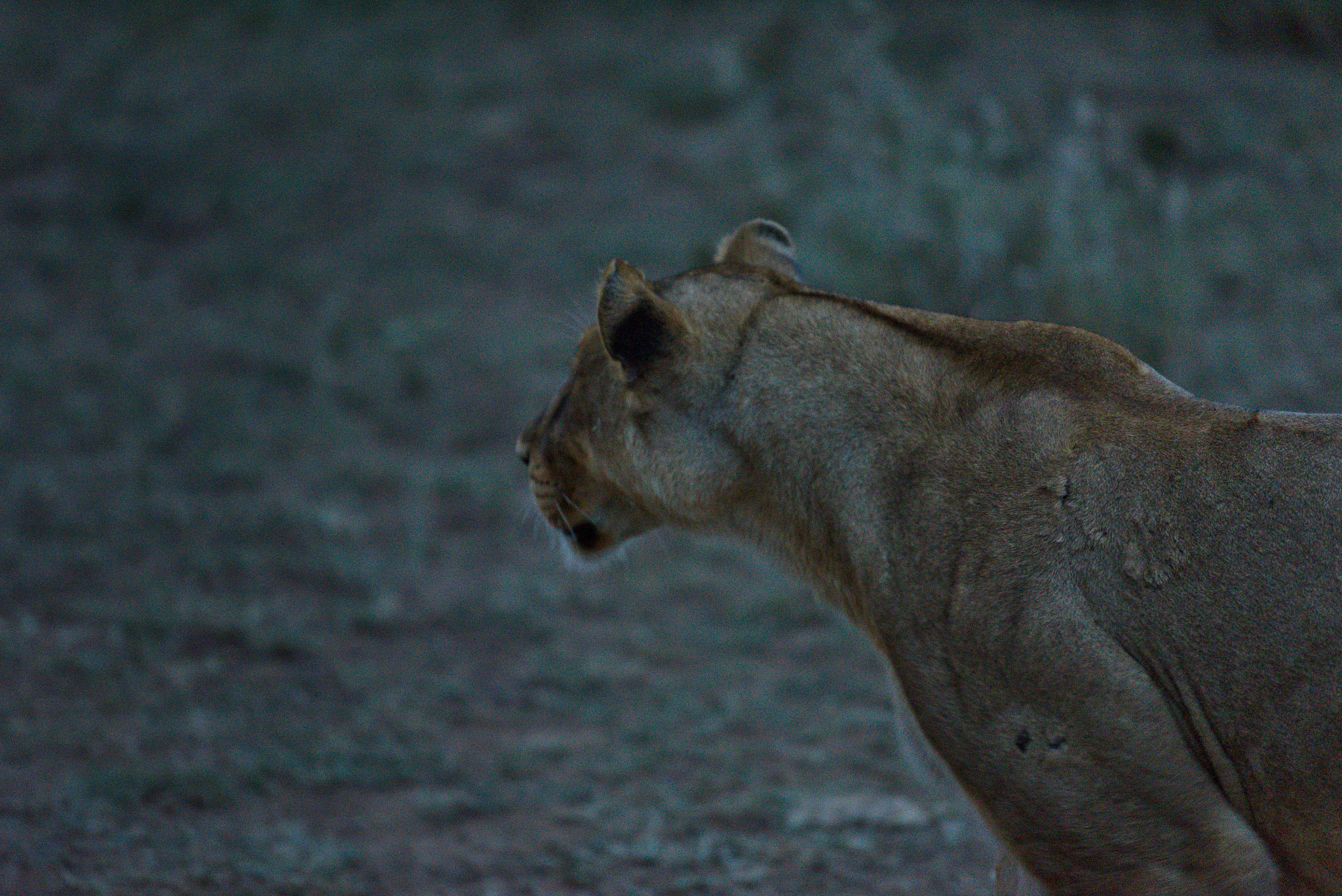 herd of lions prepared to hunt at dusk in the serengeti