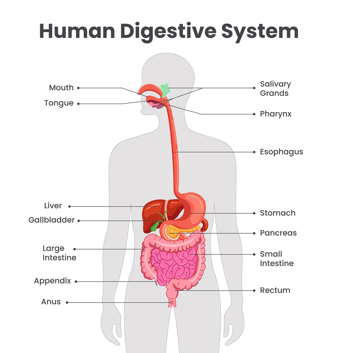 掌握消化系统：如何改善肠道健康