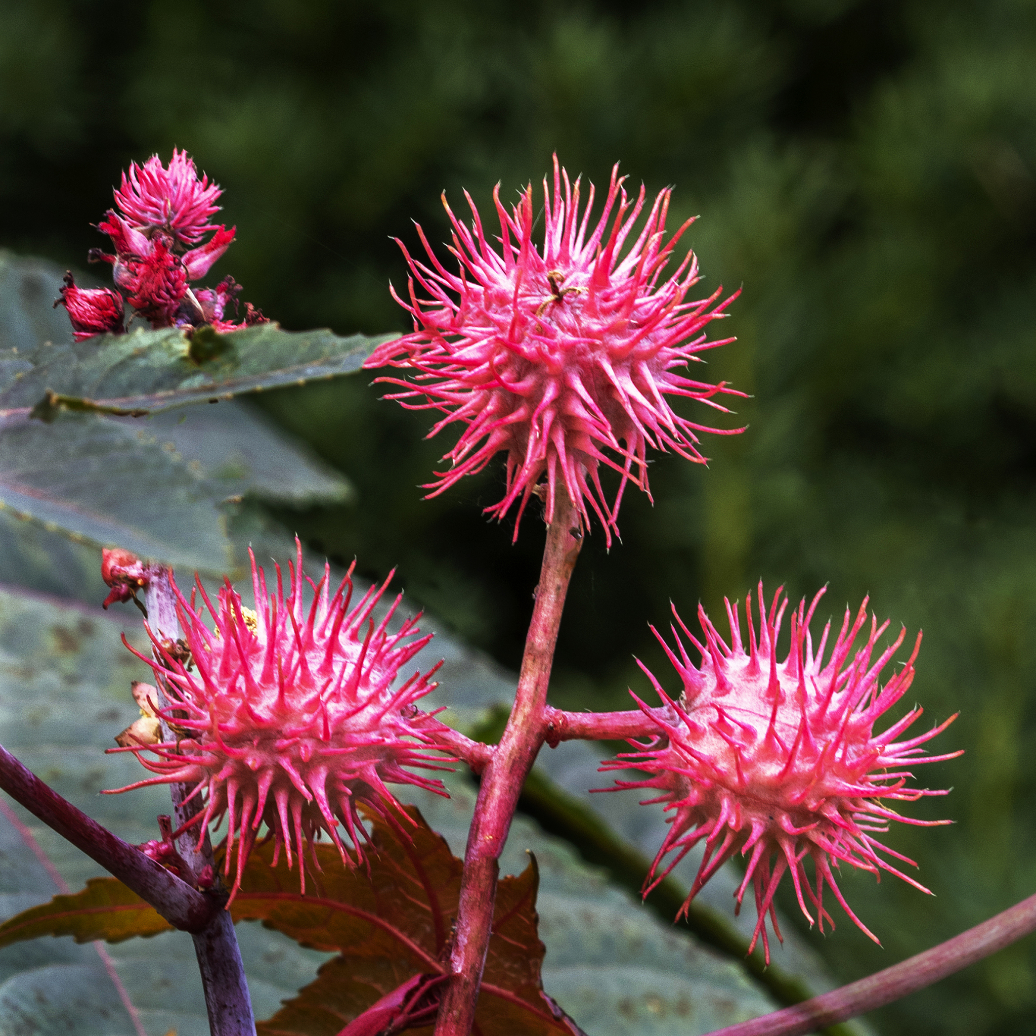 茎尖分生组织培养脱毒：原理、技术及应用