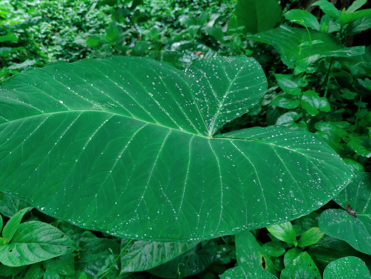 香芋壁纸：高清壁纸下载分享软件，每日更新，满足您的个性化需求