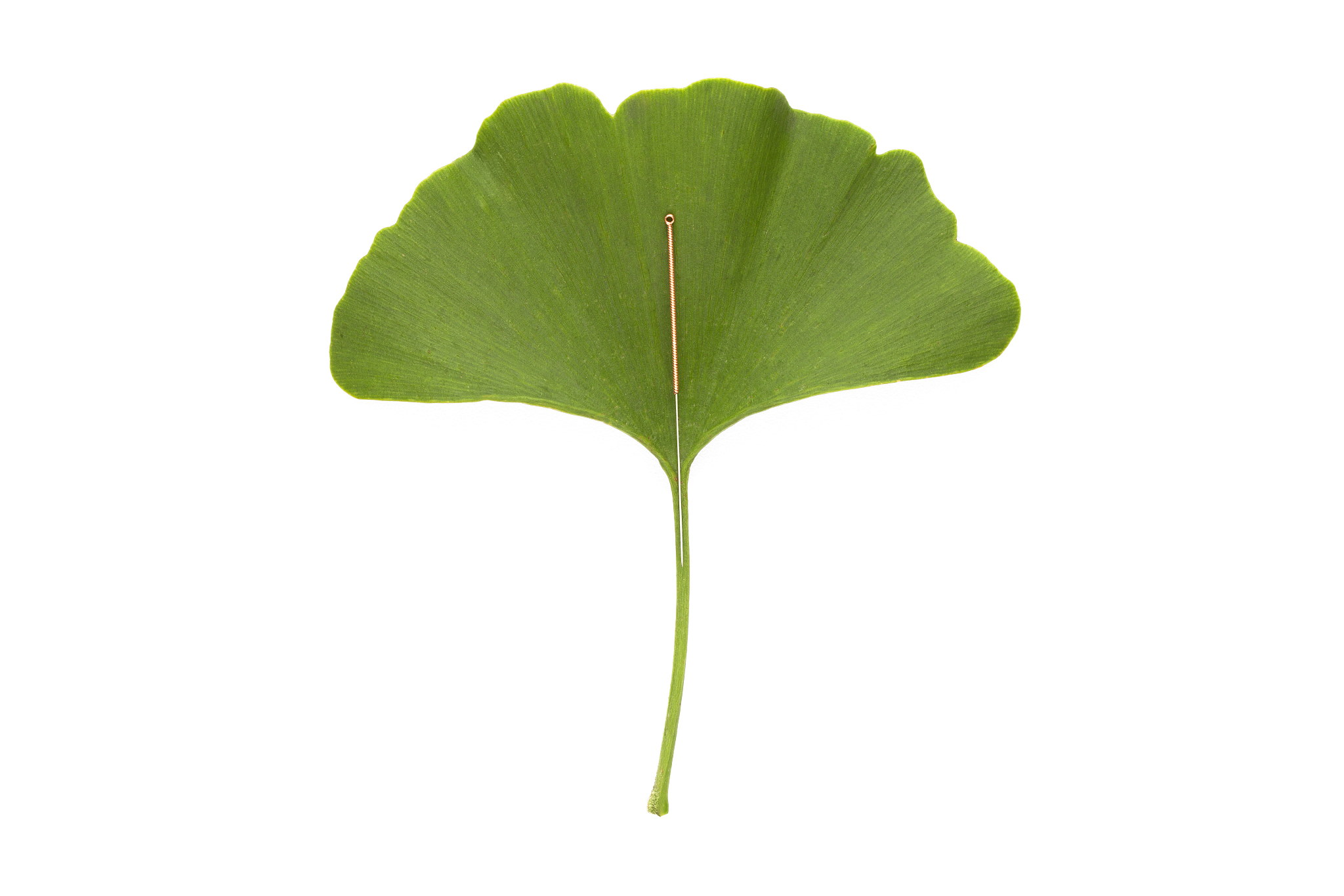 an single acupuncture needle on a green ginkgo biloba leaf,