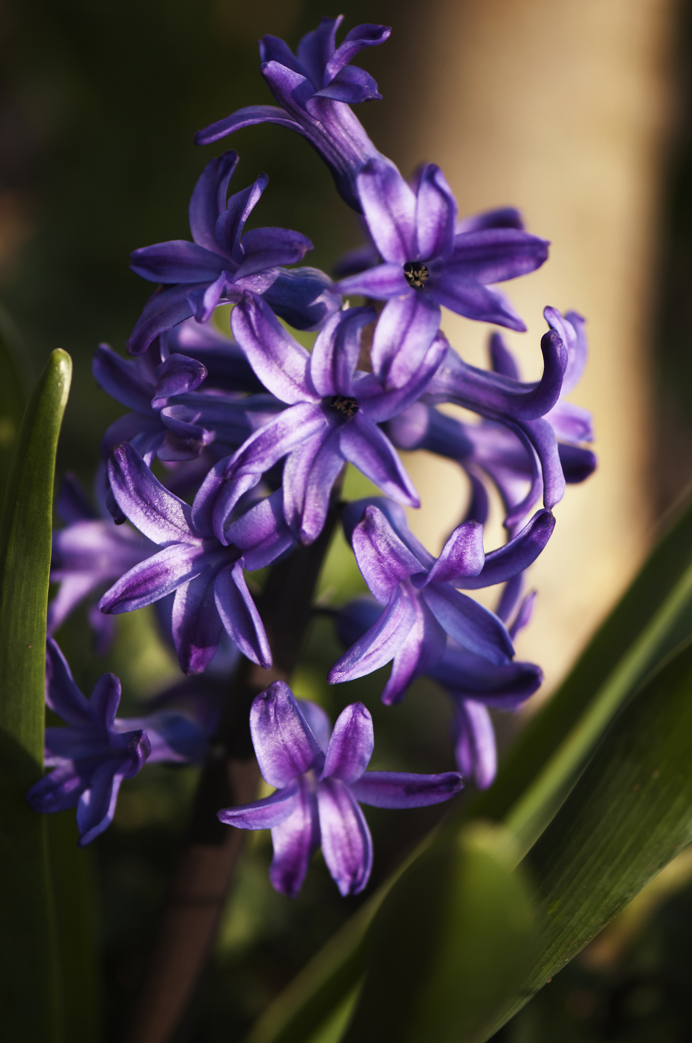 blue hyacinth blossom