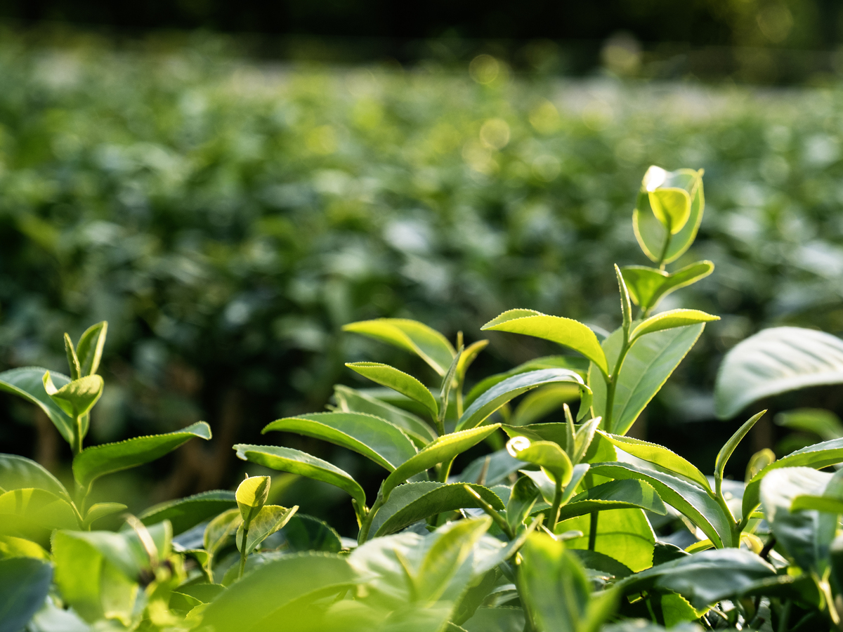 浙农113扁茶黄绿怎么做