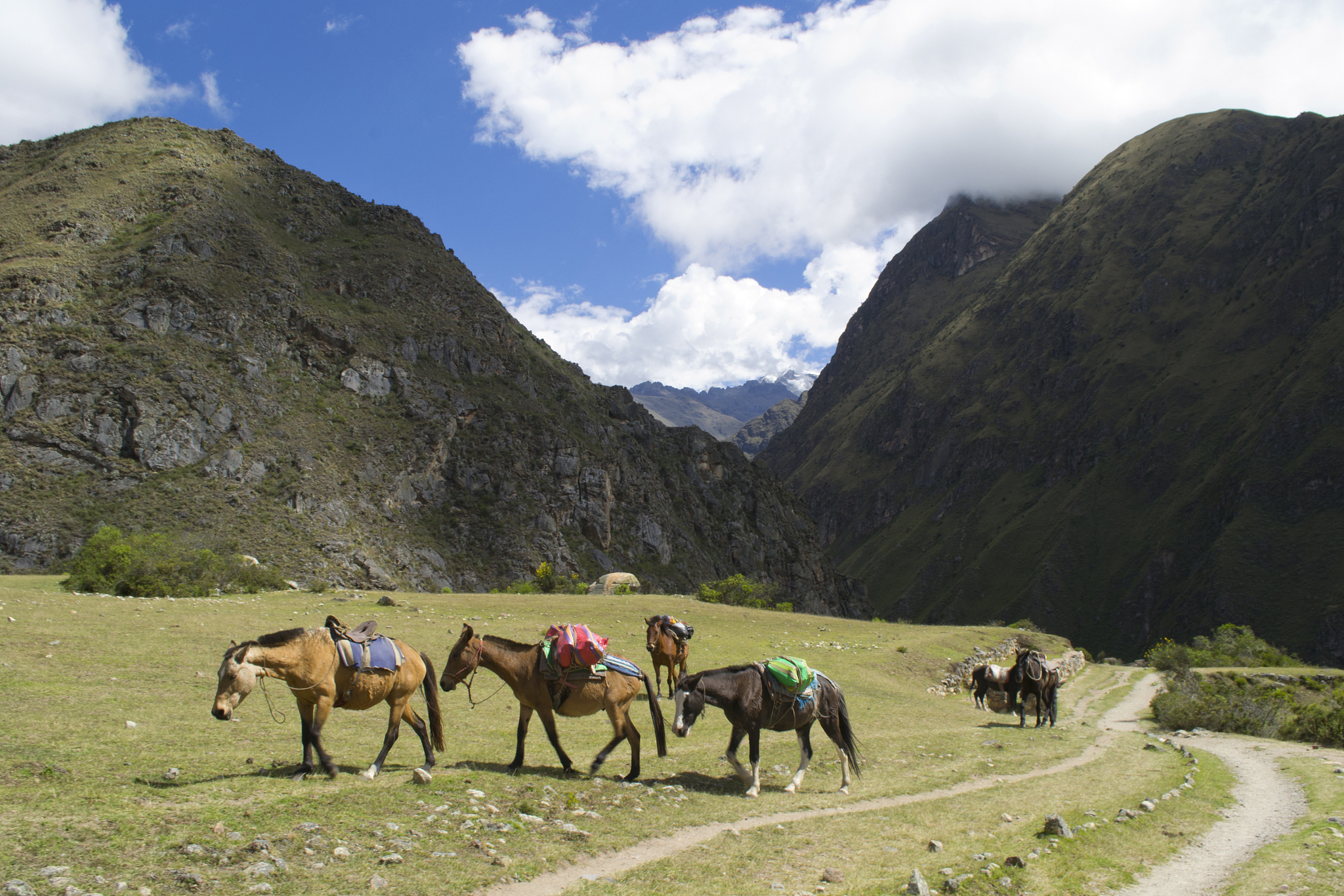 horses carrying packs through mountain pass