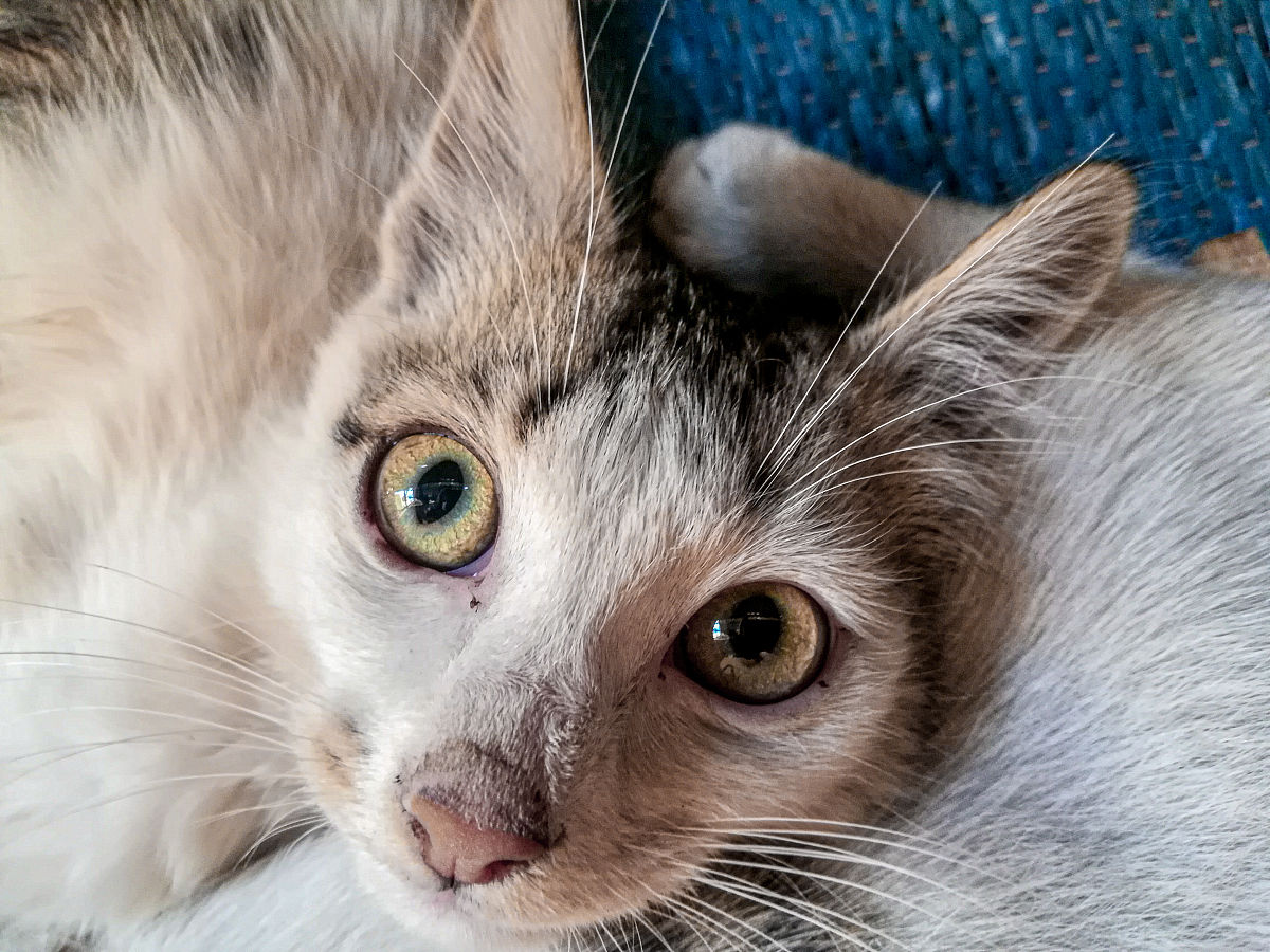 写一段猫的外貌的描写