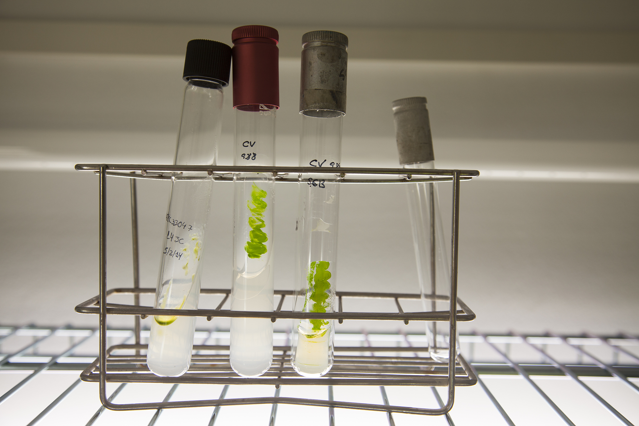 生物质精炼工艺详解：热化学、生化与生物化学转化技术