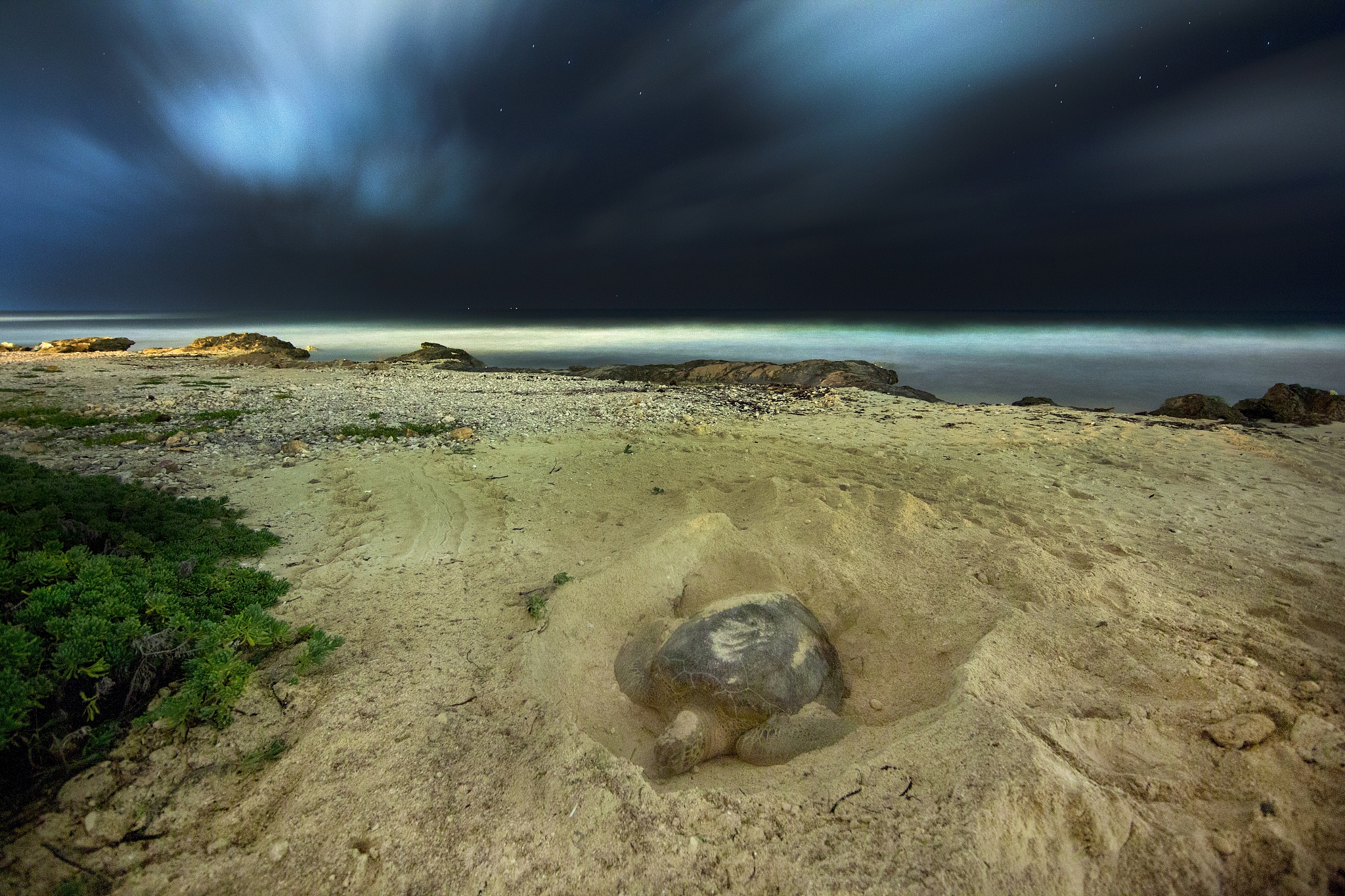 Green Turtle Nesting Decline: 1,280 to 145 in 10 Years