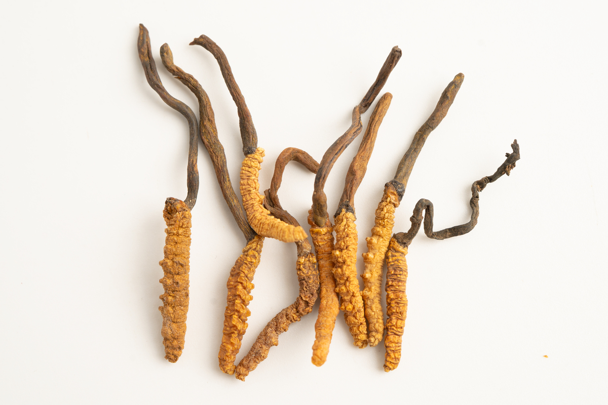 冬虫夏草是智商税吗？真相大揭秘！