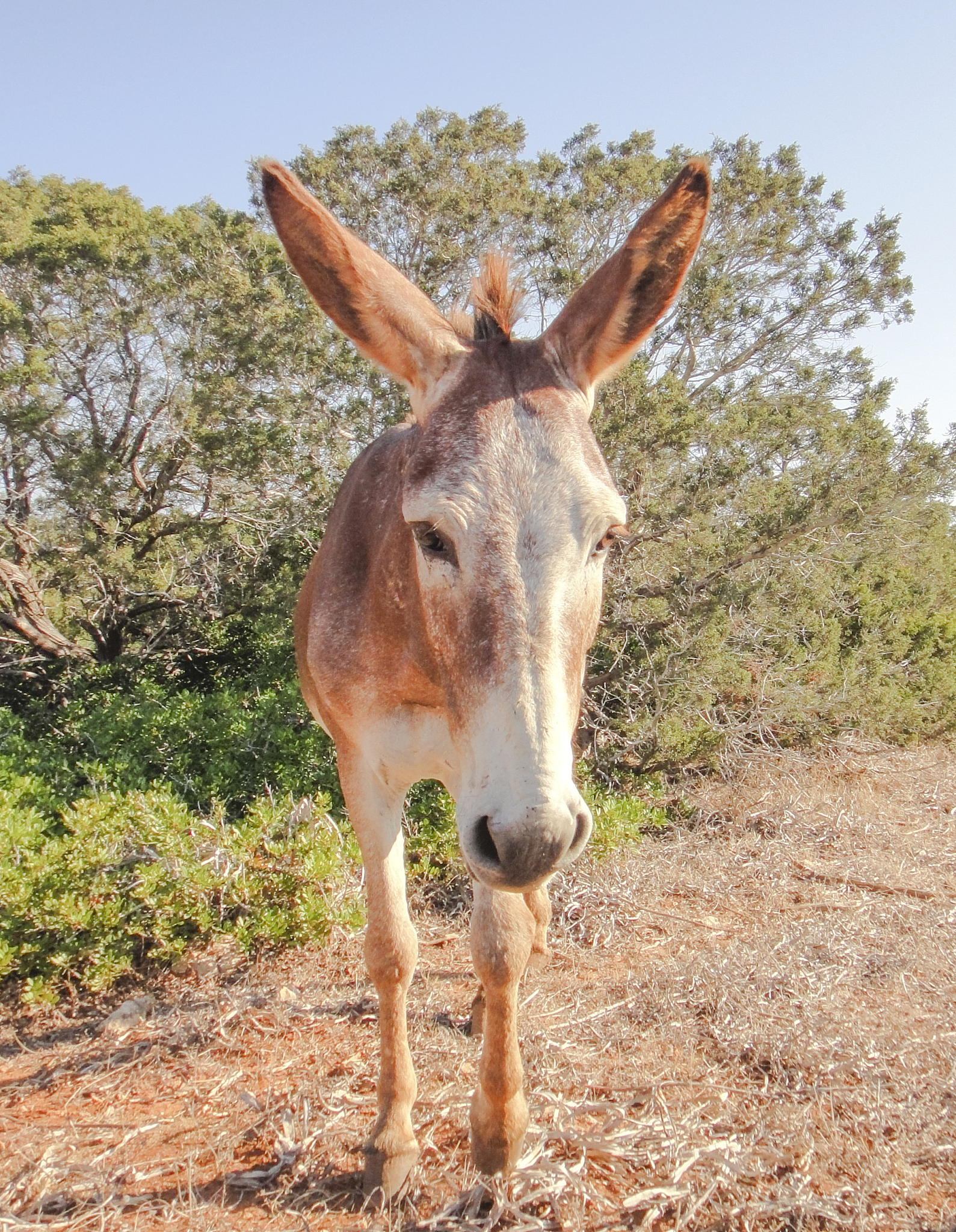 donkey