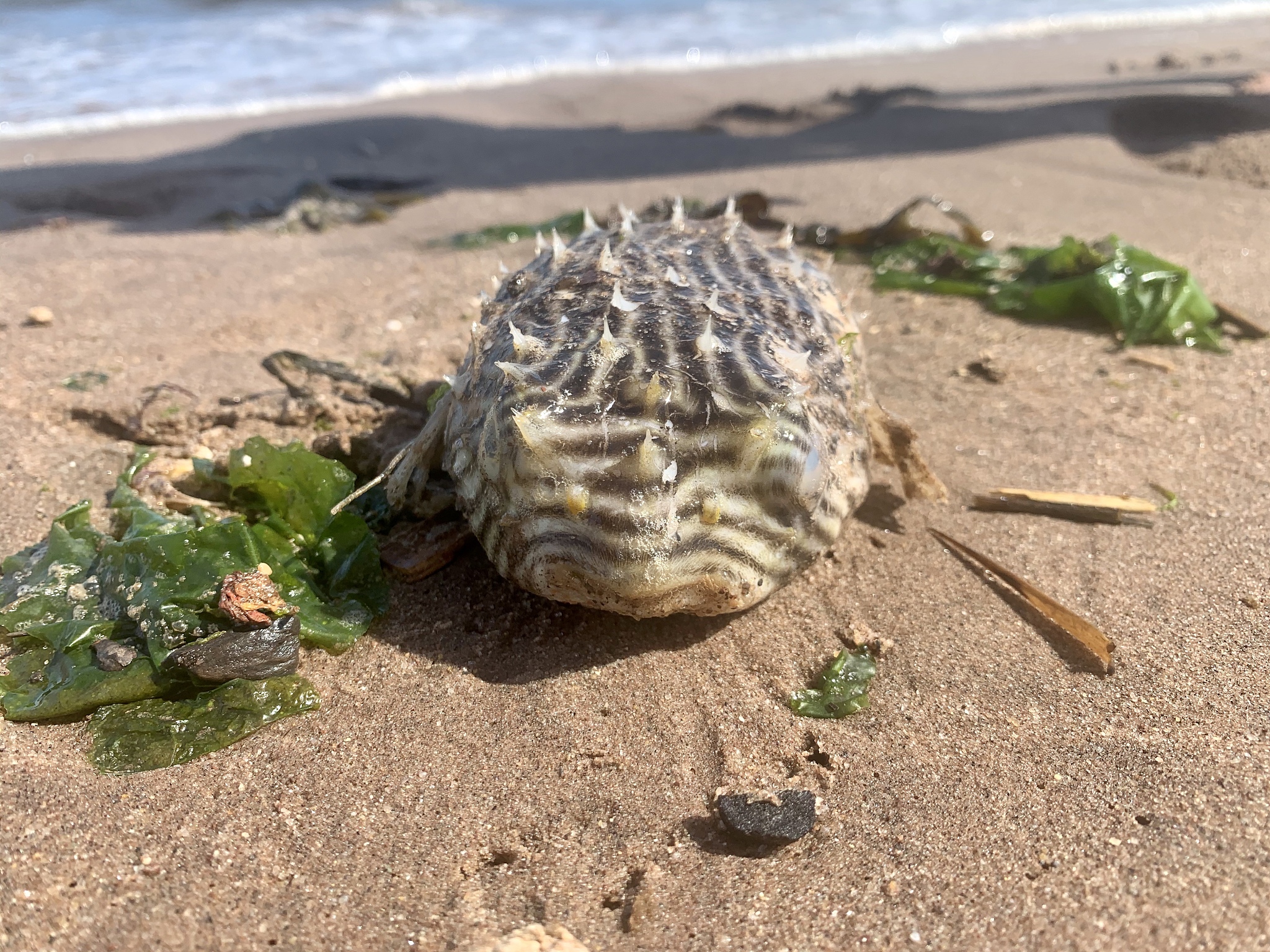 blowfish by the shore