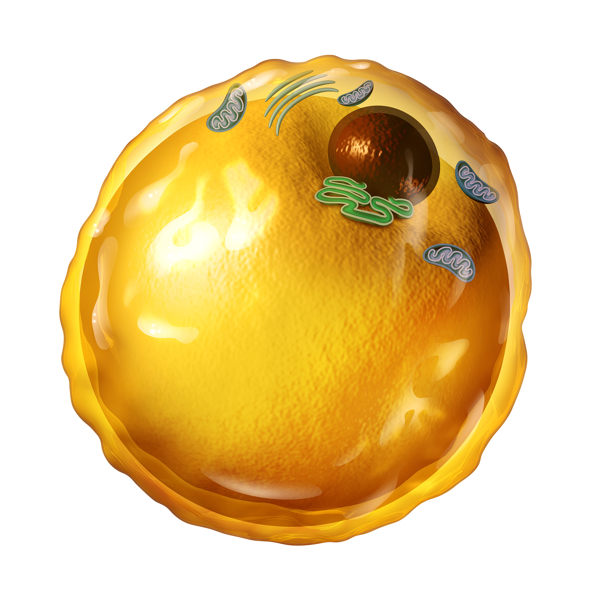 脂肪在不转化为甘油和脂肪酸的情况下能直接为人体提供能量吗？