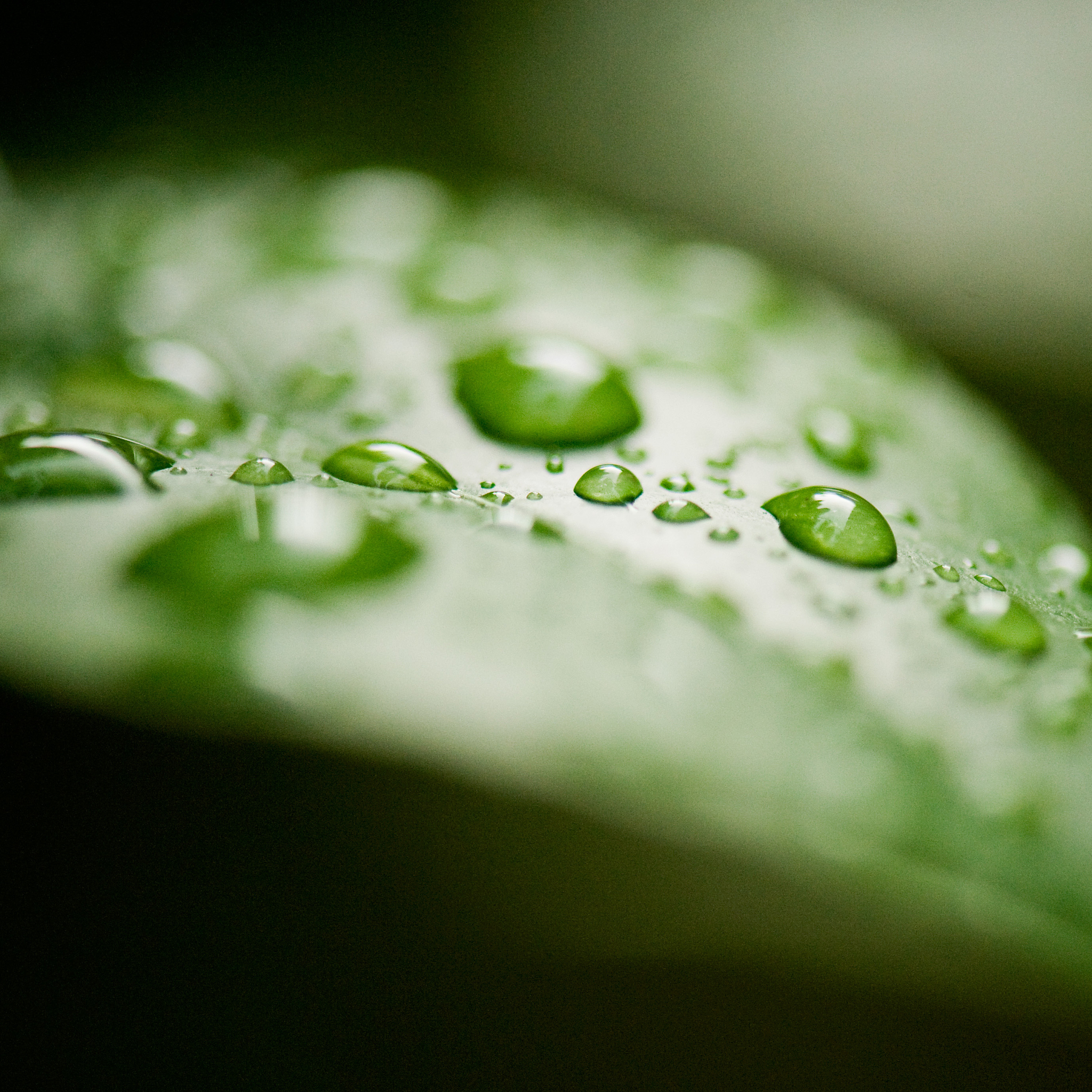 创作一首雨滴的唐诗
