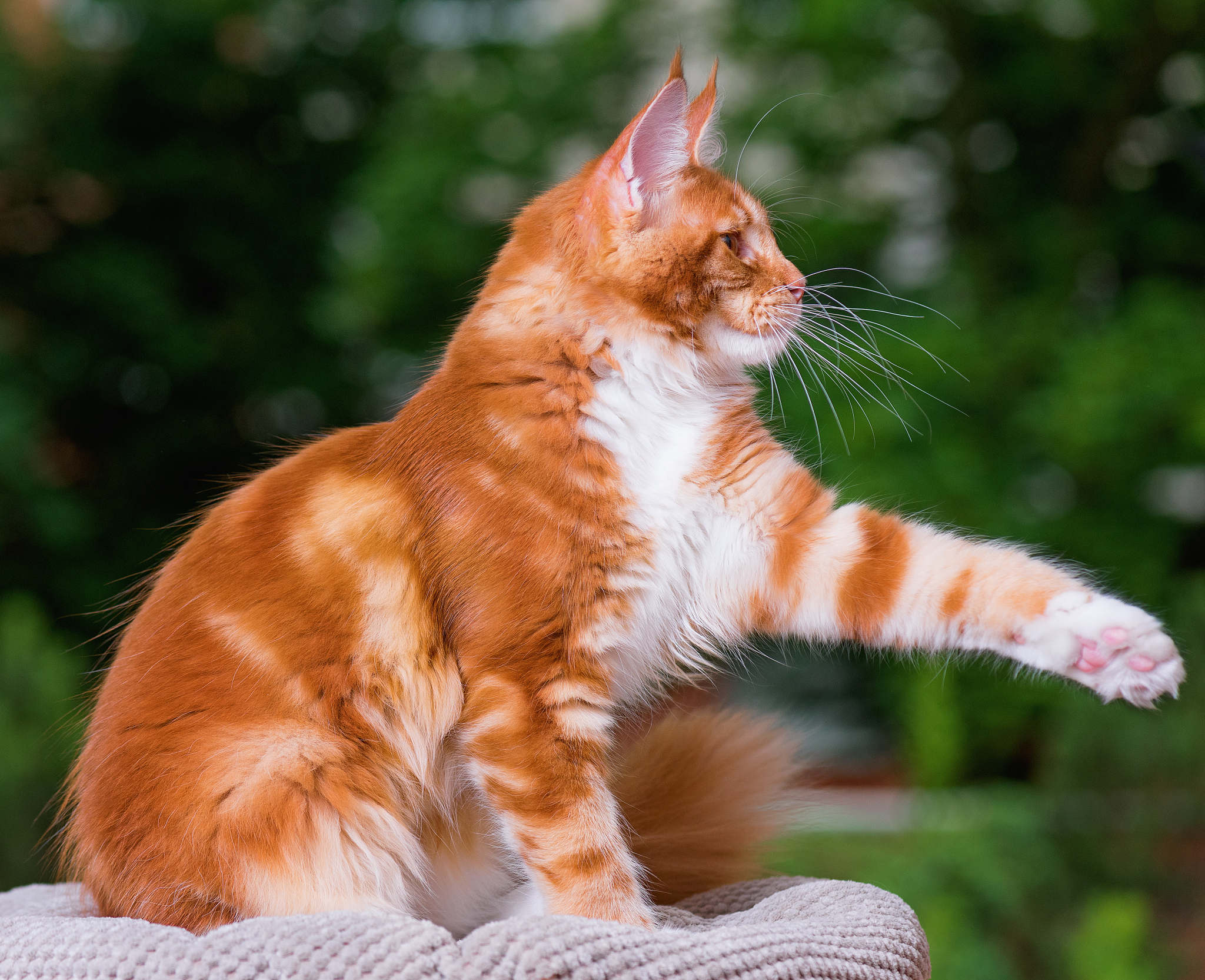 猫早上舔人：原因分析和应对方法