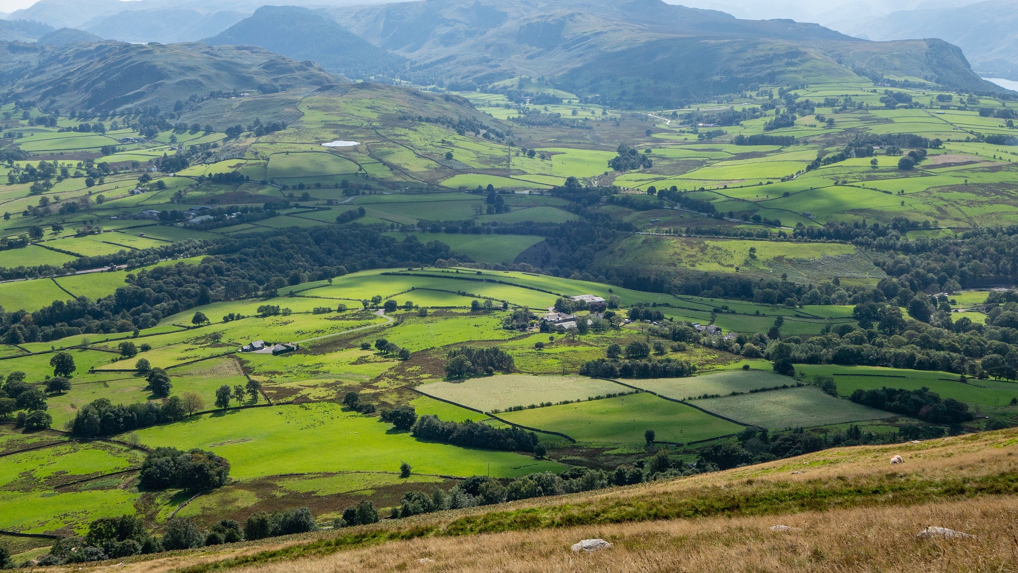 scenic view of agricultural field