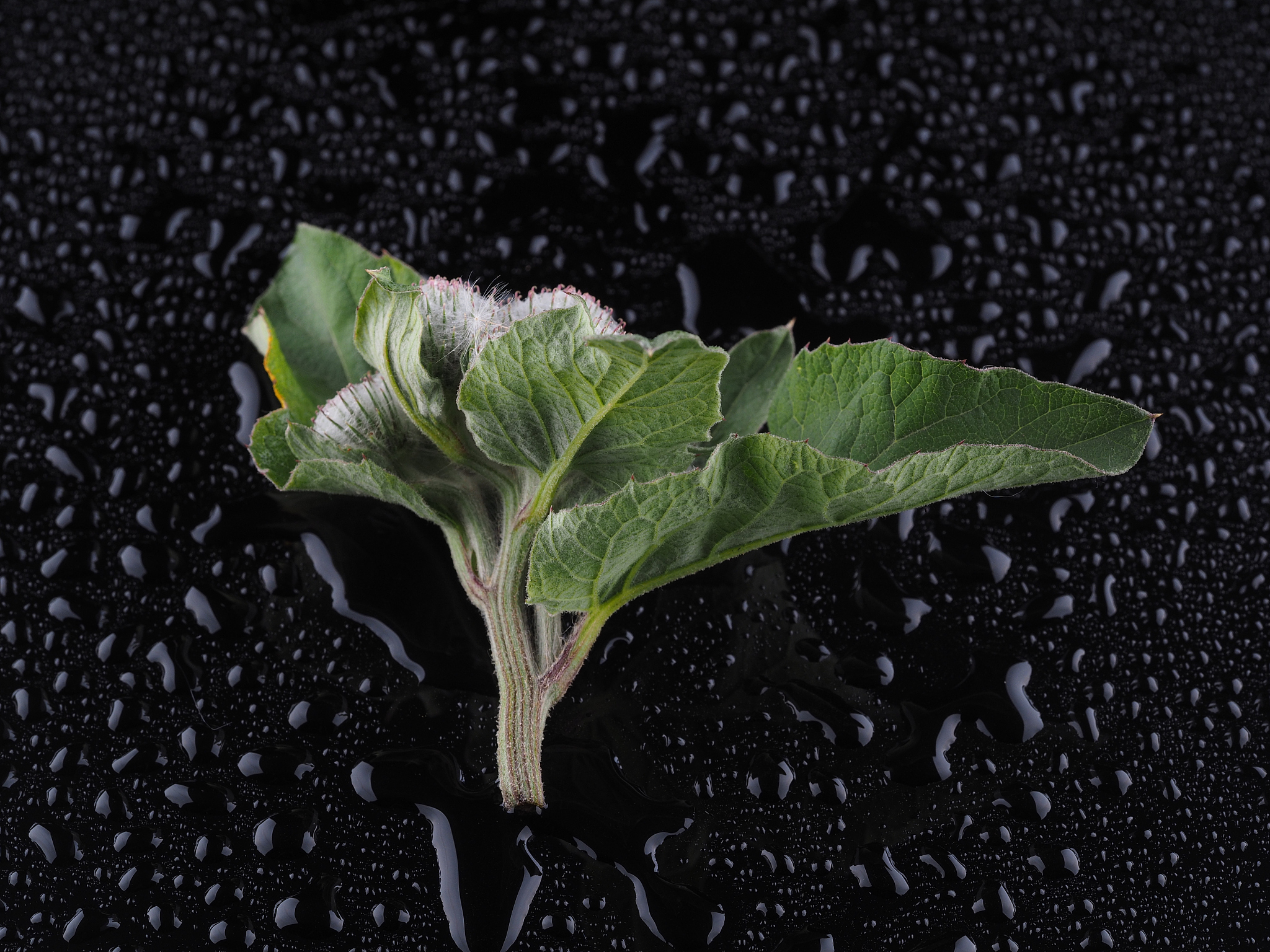 burdocks on a dark background