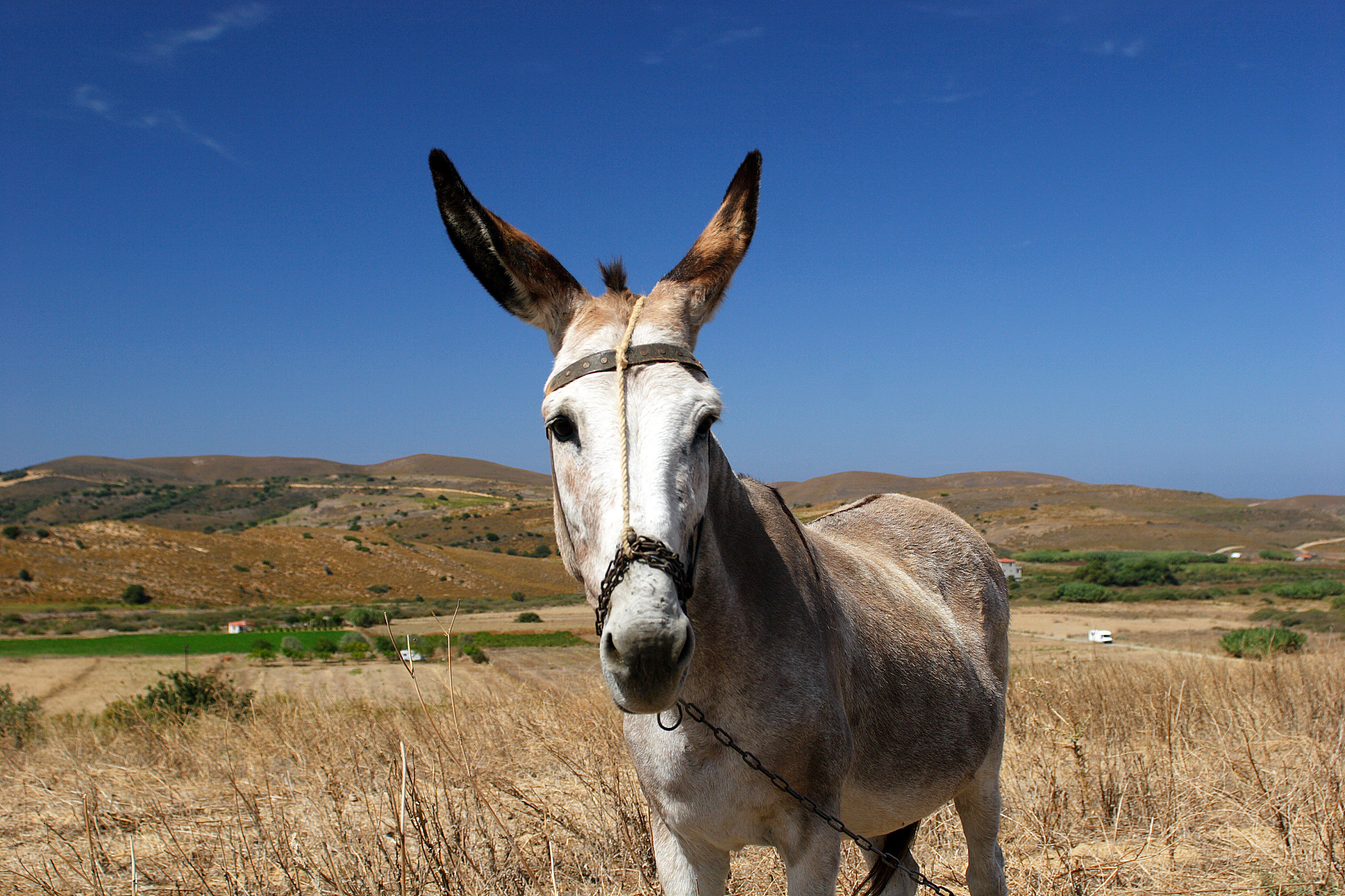donkey