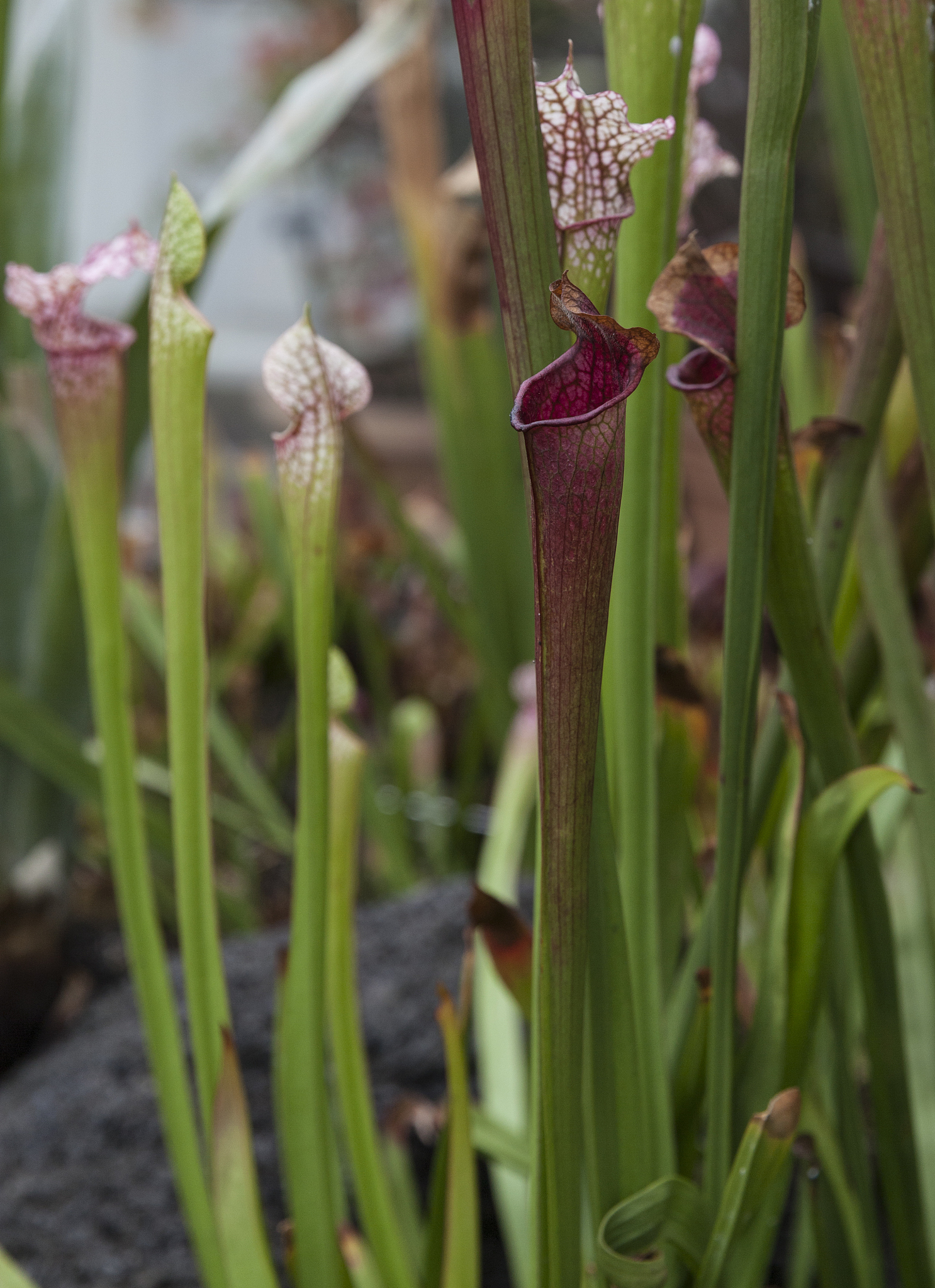 insect eating pitcher plant